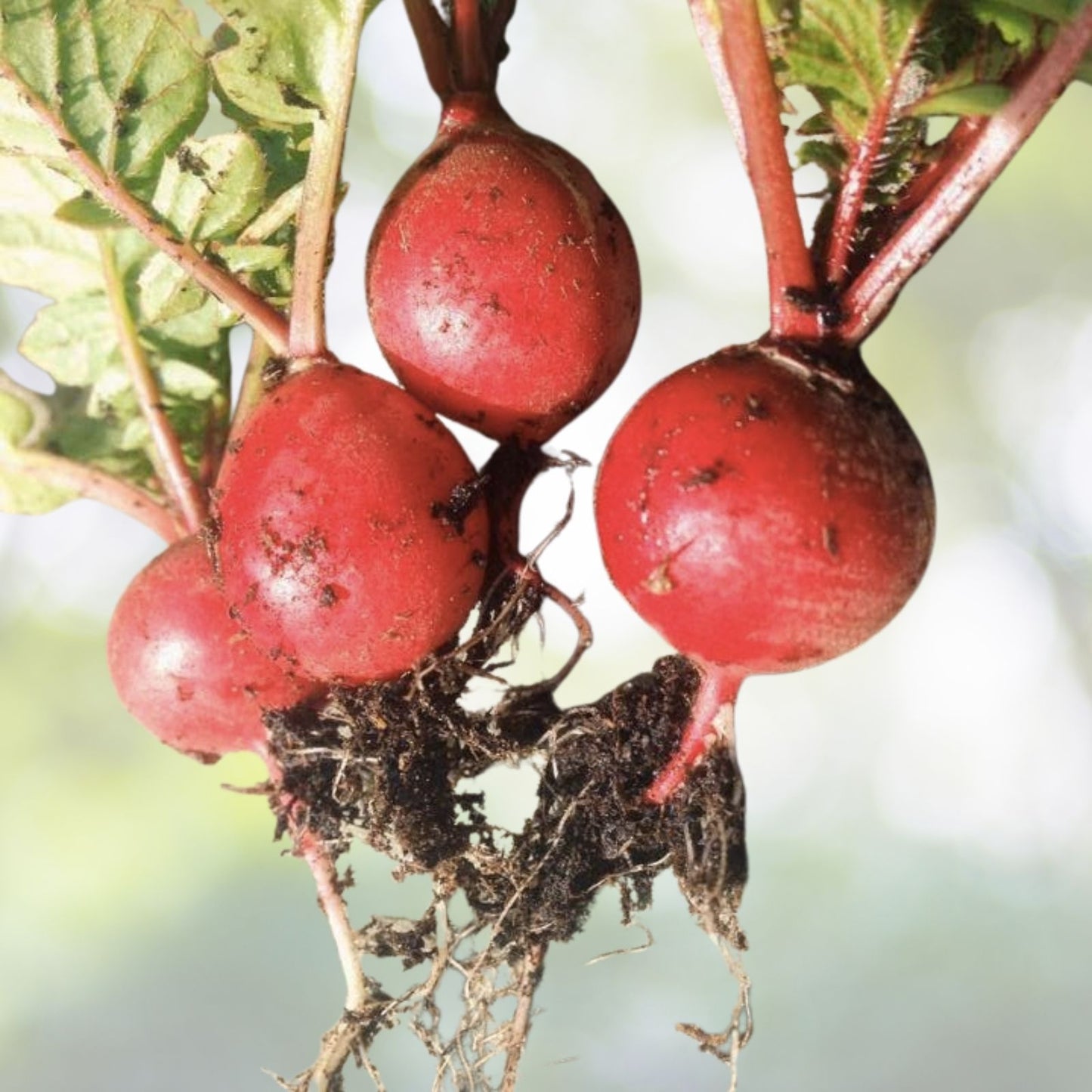 Crimson Giant Radish Seeds | NON-GMO Heirloom | Fresh Garden Seeds | Raphanus sativus