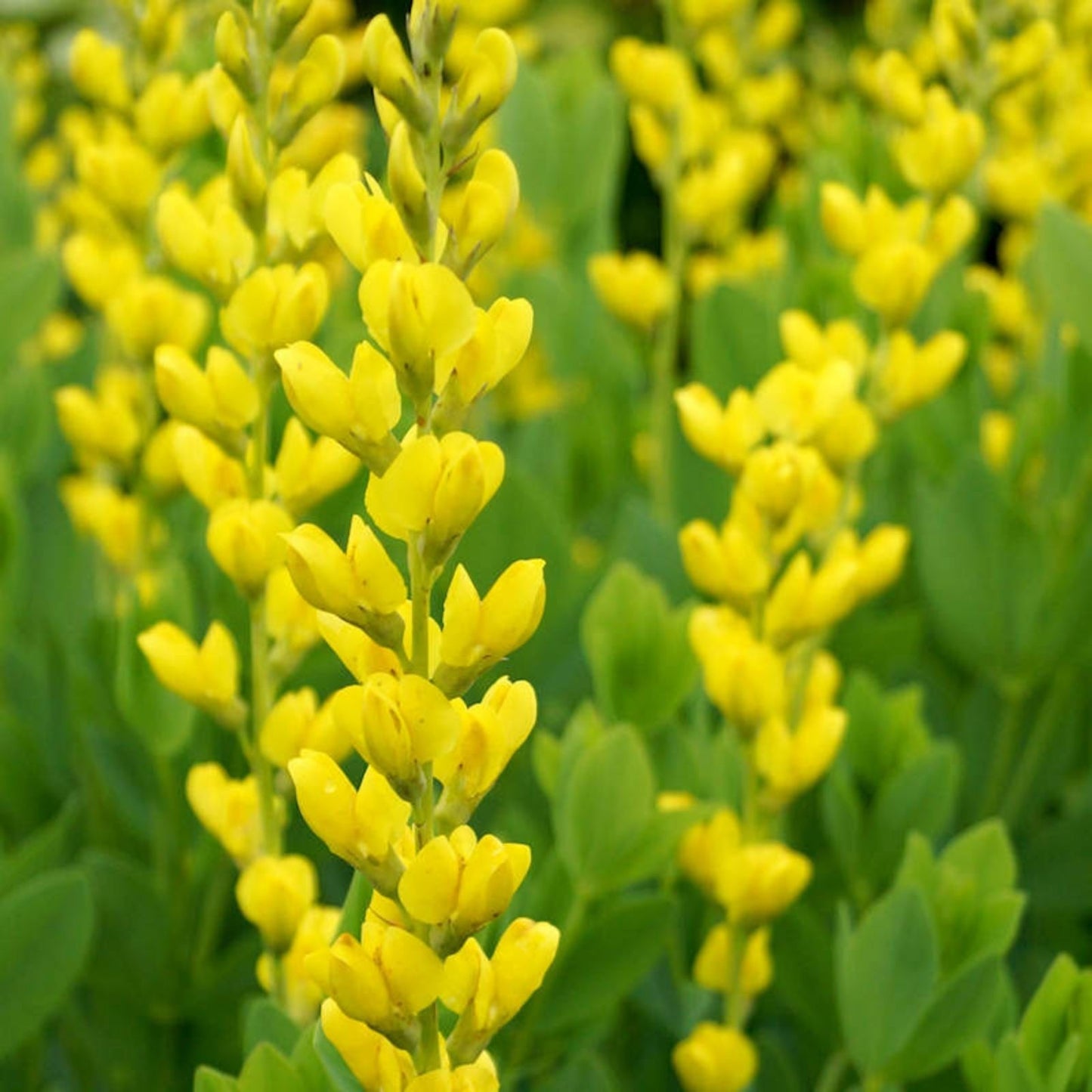 Yellow False Indigo Seeds - 30 Count - Baptisia tinctoria Native Wildflower Seeds for Garden Planting