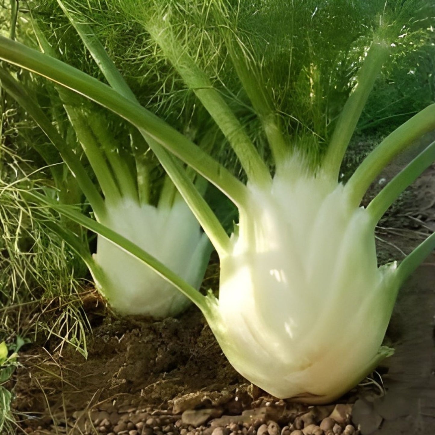 Live Starter Florence Fennel Plants Set of 2 – Organic Foeniculum vulgare, Full Sun, Well-Drained Soil