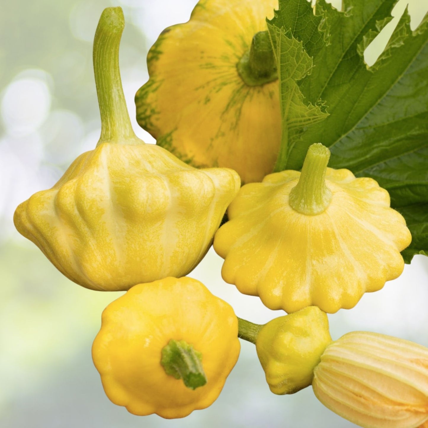50 Early Yellow Bush Patty Pan Scallop Squash Seeds | Pattypan Vegetable Seeds | Cucurbita pepo
