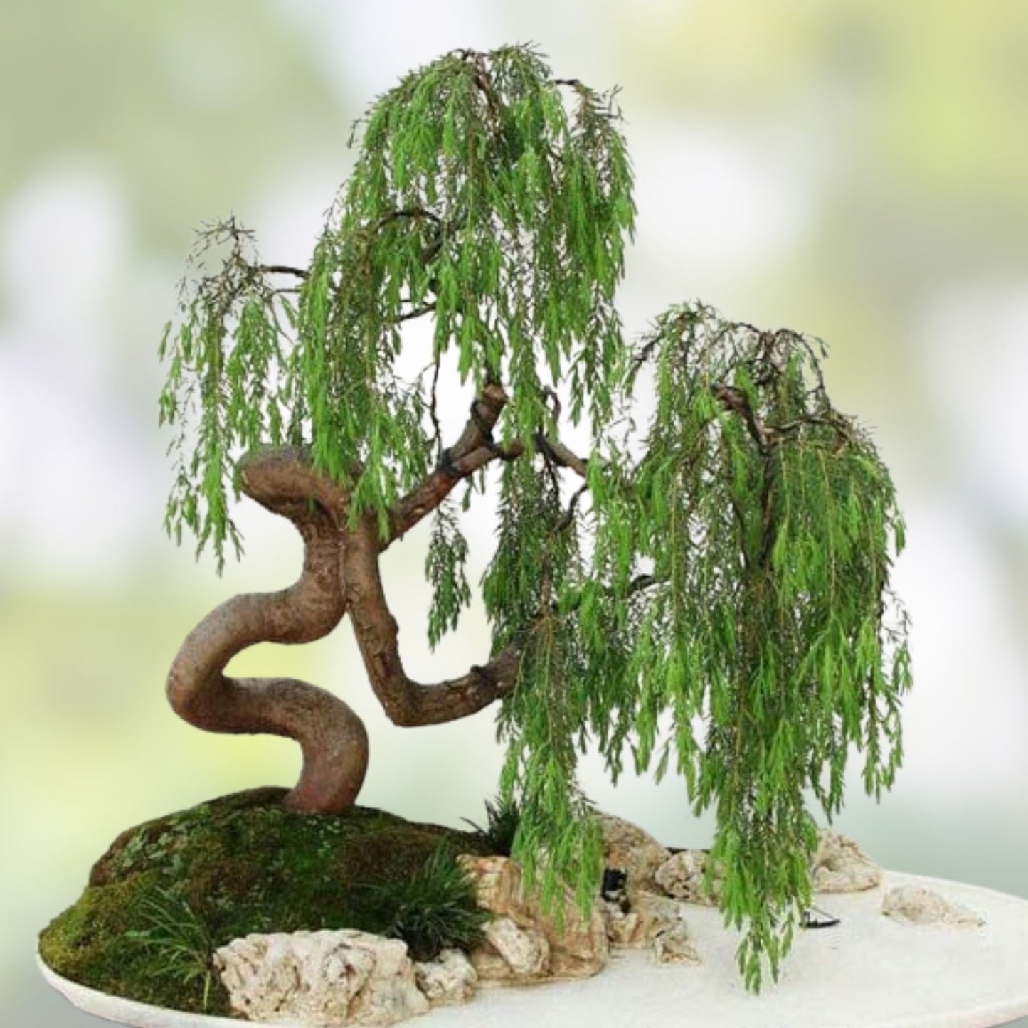 Bonsai Tree Cutting - Dwarf Japanese Curly Willow - Rare Fast Growing Salix Matsudana 'Tortuosa'