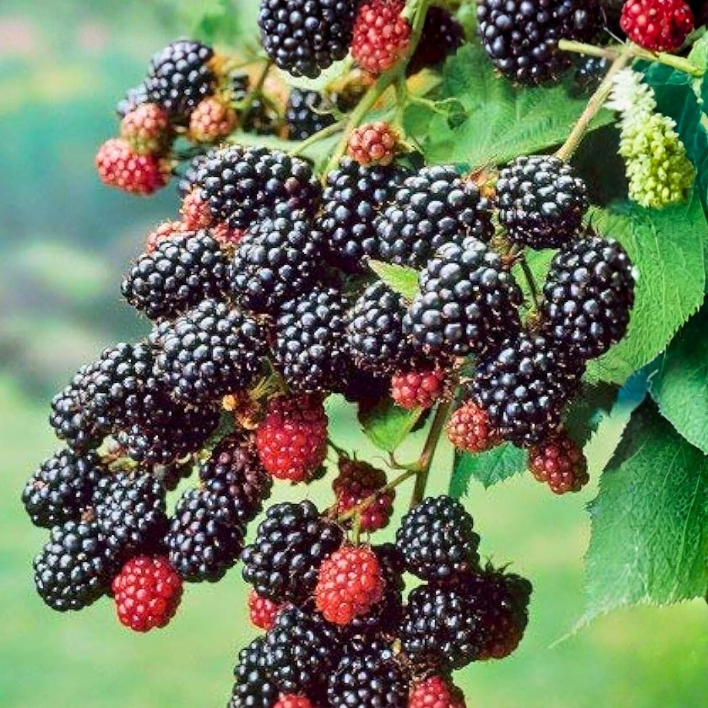 Southern Blackberry Plants 2-3ft Tall Live Roots Rubus fruticosus, Fast Growing Thornless Blackberry Bushes