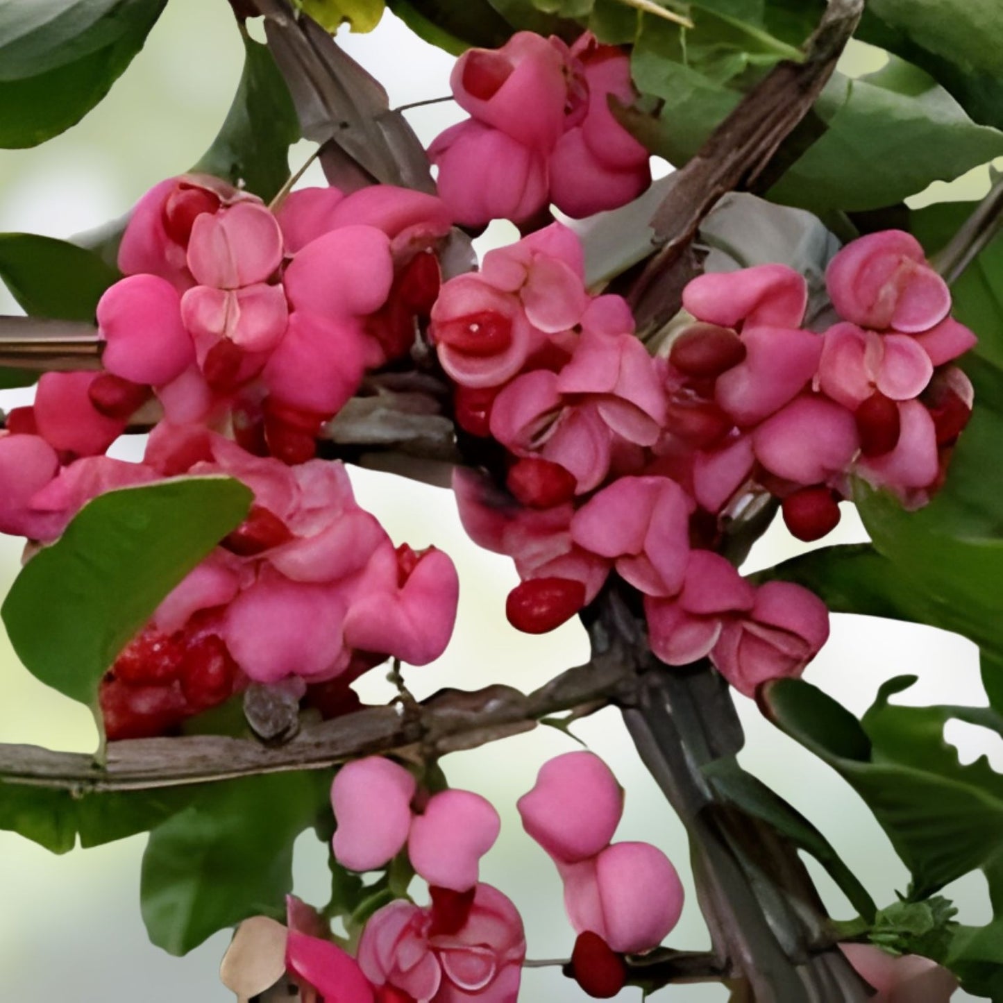 Cork Spindle Shrub Seeds 10 Pack, Euonymus phellomanus, Hardy Garden Shrubs for Landscaping and Landscaping