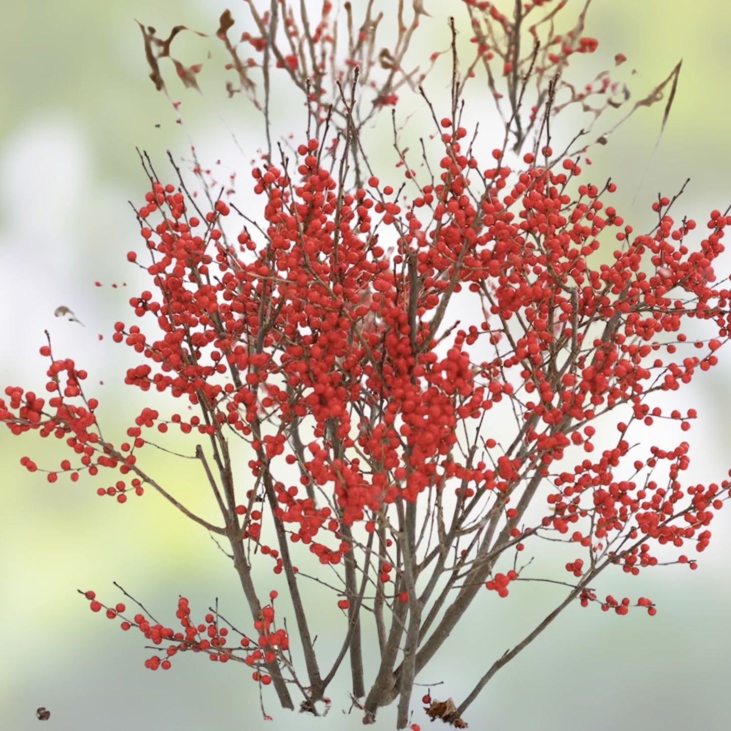 Winterberry Bush Seeds - 50 Count - Ilex verticillata - Ornamental Winter Planting Seeds for Landscaping