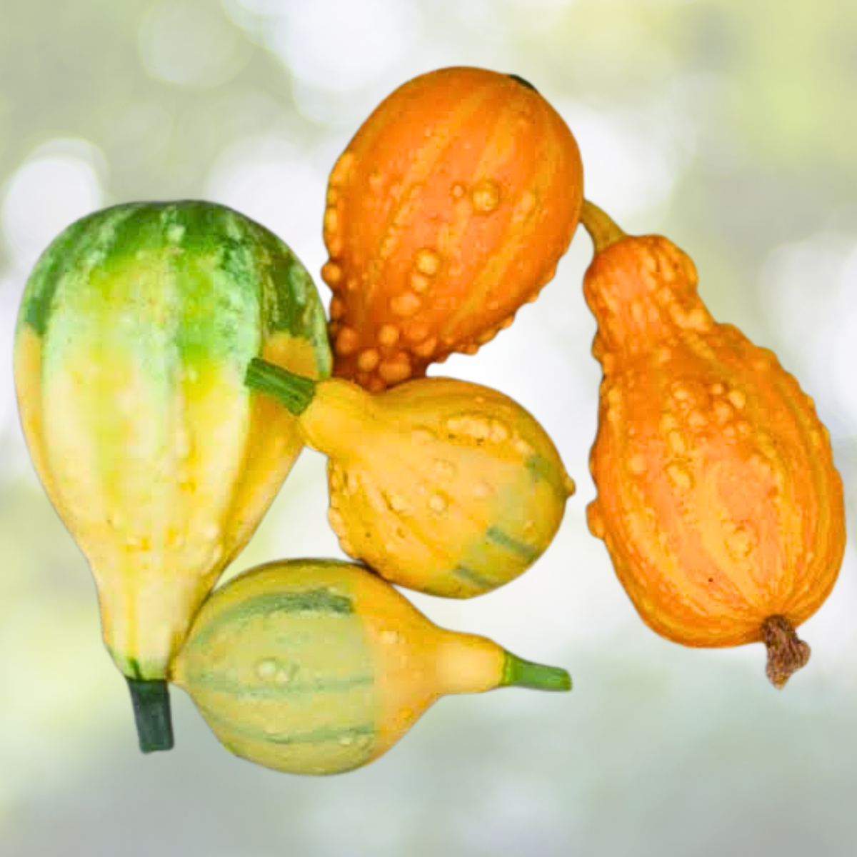 Gourd Seed Mix - Large & Small Decorative Non-GMO 30 Seeds for Fall Crafts - Cucurbita pepo