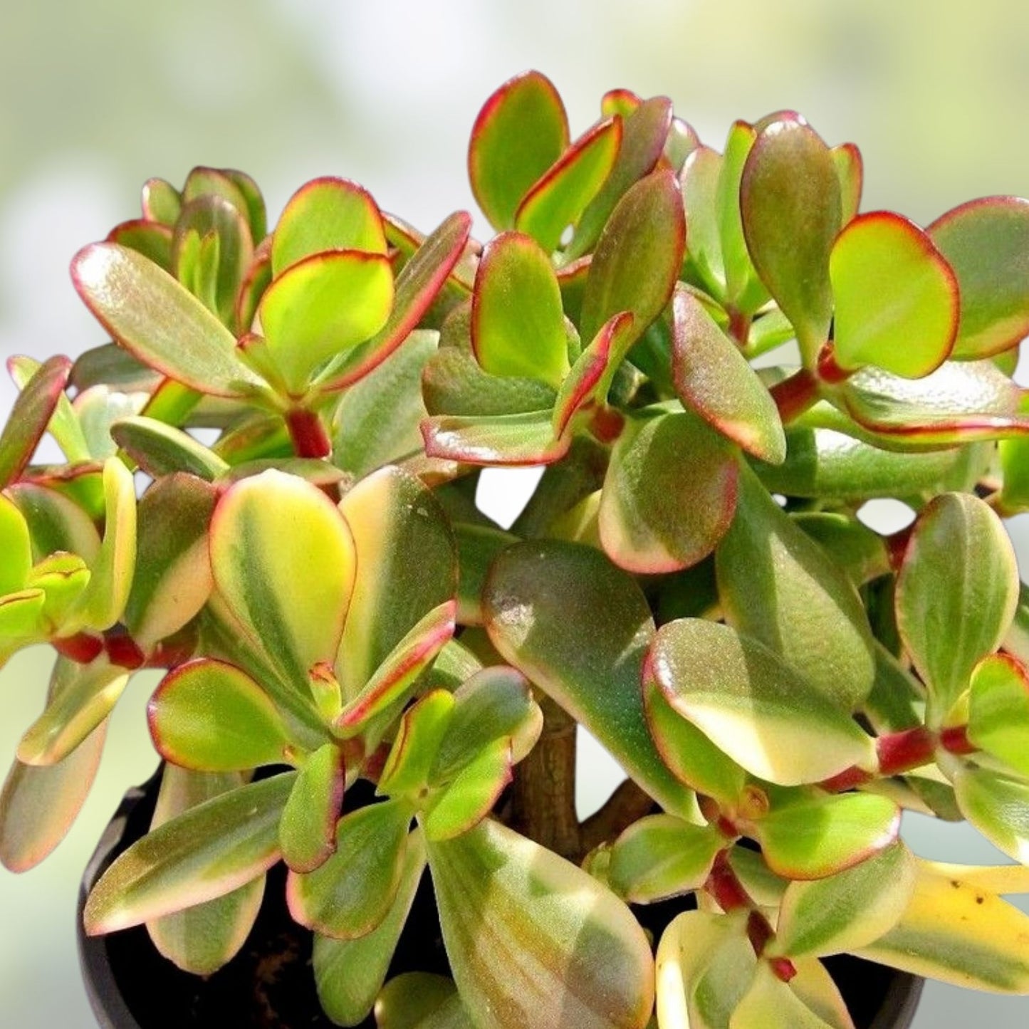 Crassula Ovata Variegated Jade Cuttings - Lemon Lime Tri-Color Succulent - 5 Pack