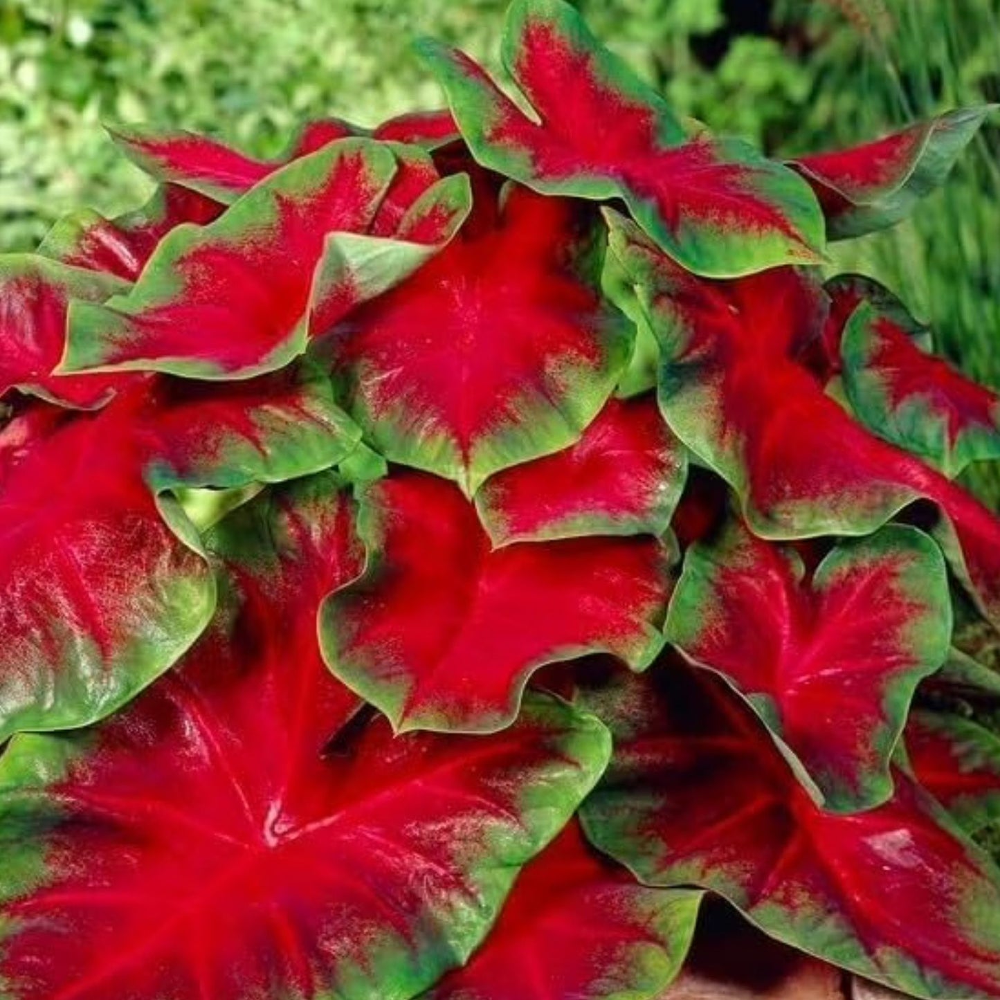 Caladium Bulbs 6 Pack Red Ruffles Perennial Planting - Caladium bicolor Indoor Outdoor Garden Decor