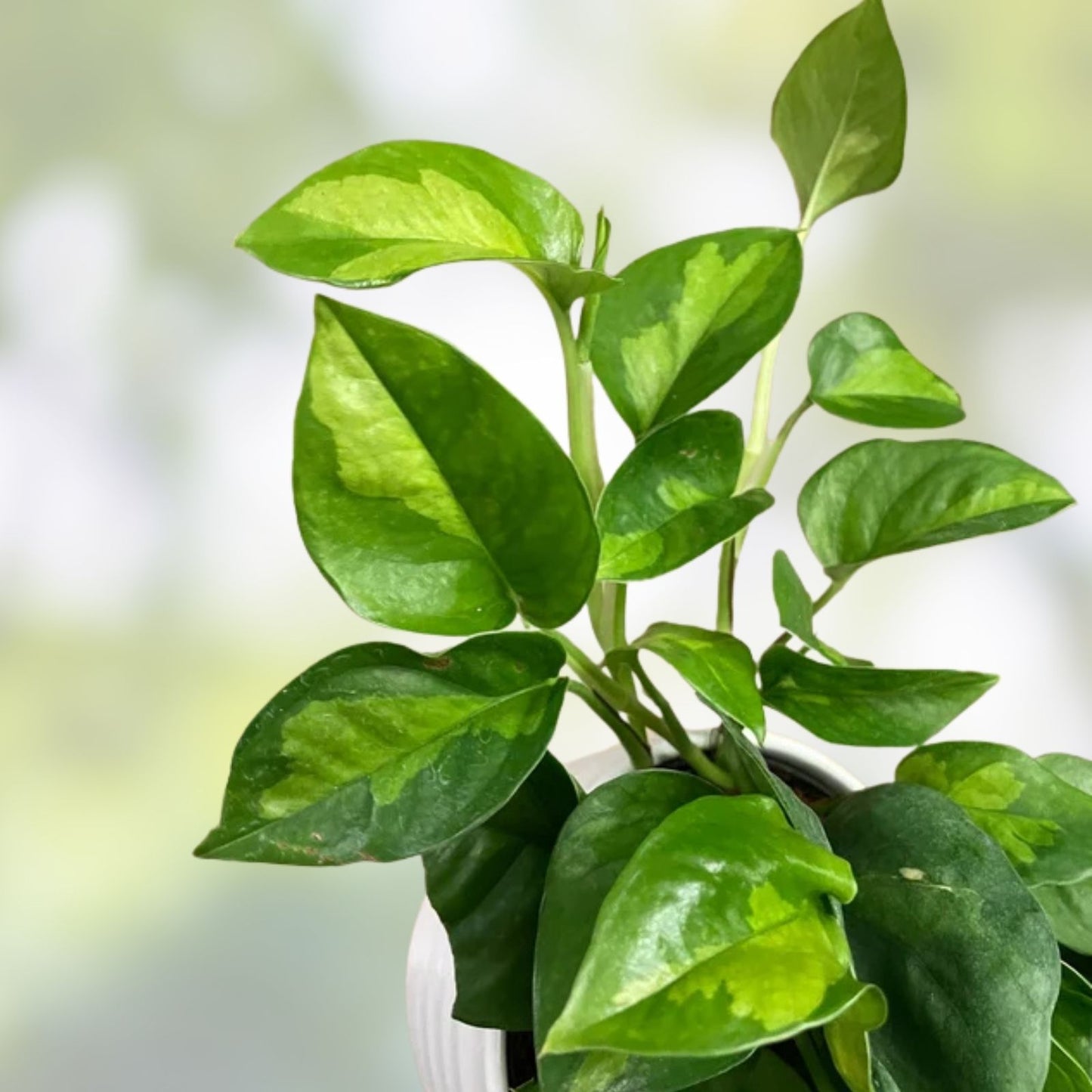 Global Green Pothos Cutting - 2 Leaf 2 Nodes - Unrooted Live Plant - Epipremnum aureum Vining Houseplant