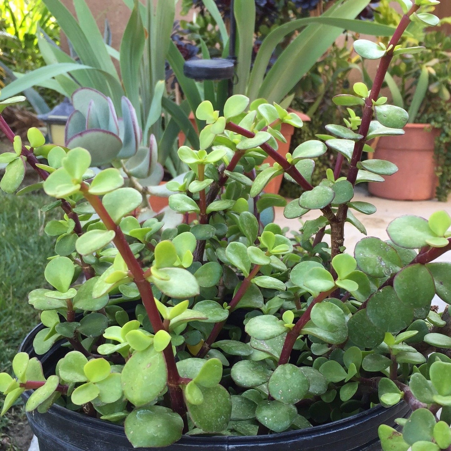 Dwarf Jade Cuttings 11 Pack - Elephant Bush Green/Red Stem Portulacaria Afra Succulent Plant Clippings
