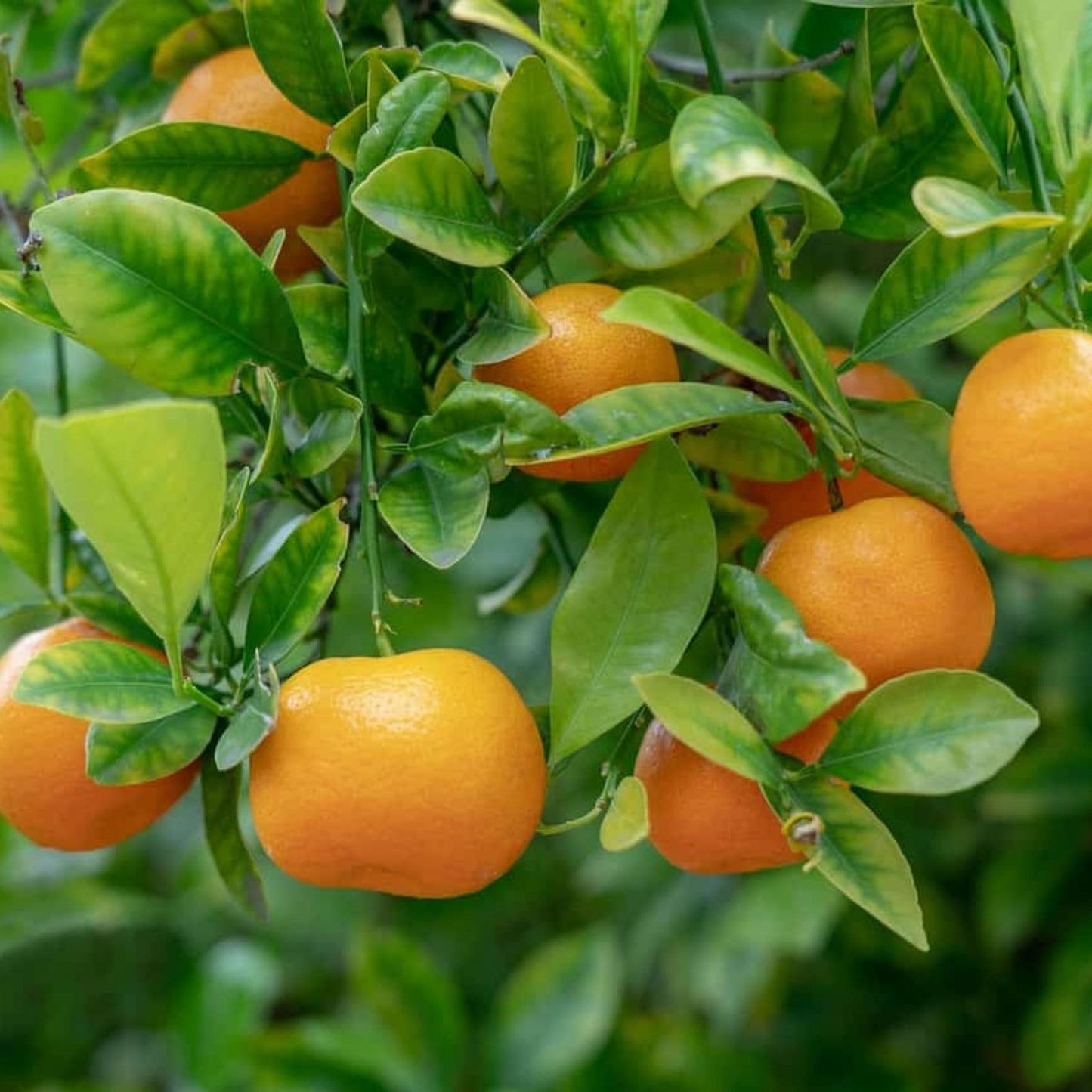 Orange Tree Cuttings - Rooting and Grafting Citrus sinensis Healthy Plant Propagation