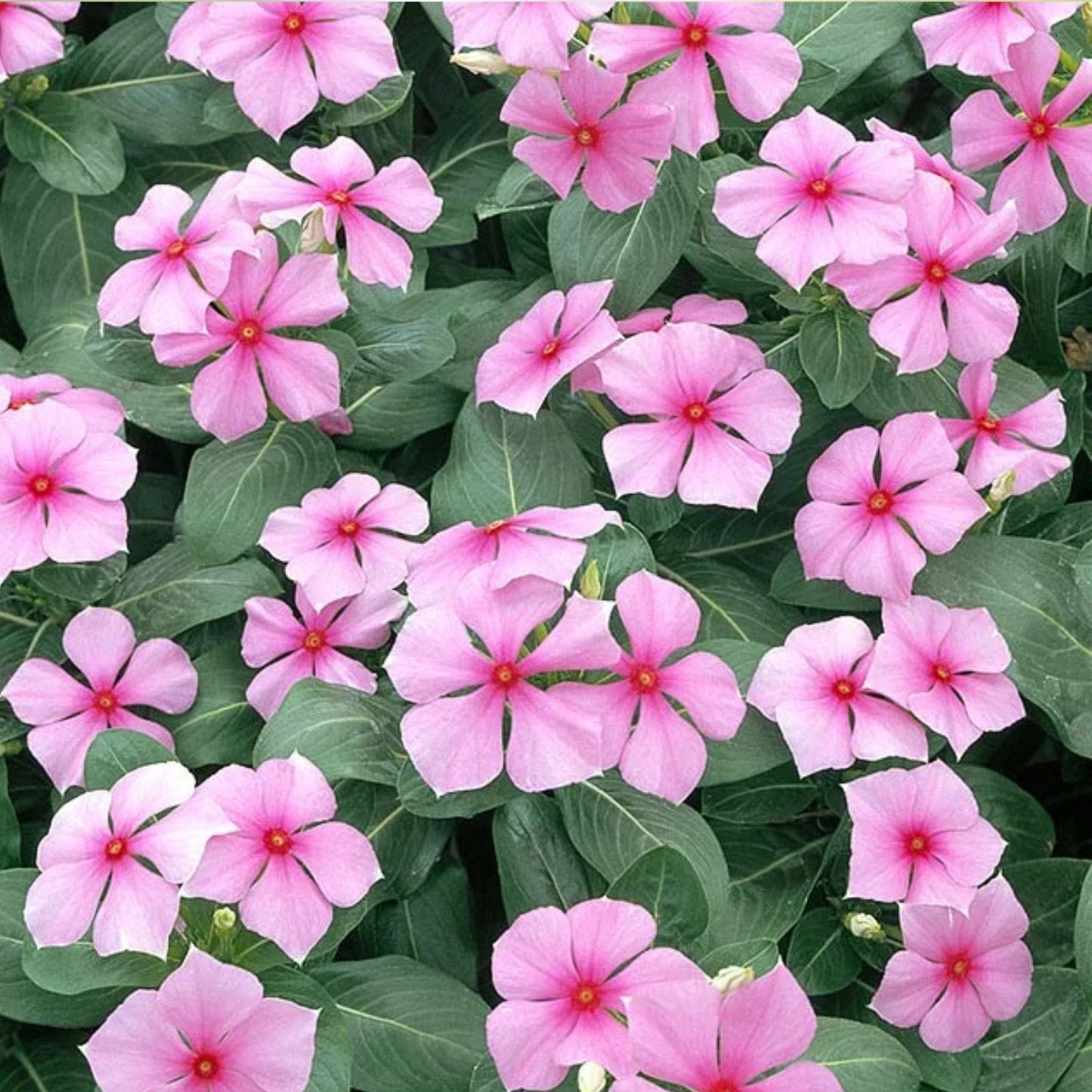 Vinca Seeds 100 Count Sunstorm Rose Flower Seeds Non-GMO Catharanthus roseus Garden Plant