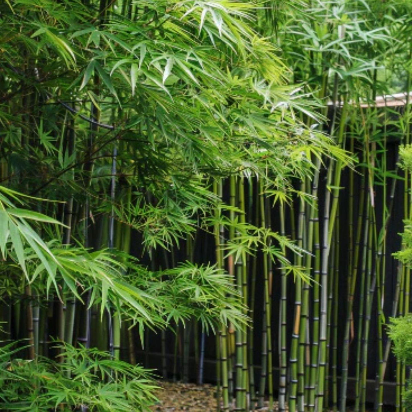 Mosso Bamboo Roots - 2 Free Plantable Pieces for Gardens and Landscaping - Spring SA - Clumping Bamboo Rhizomes