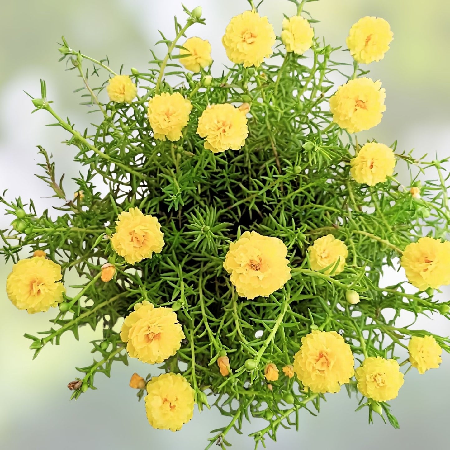 Moss Rose Cuttings Neon Yellow 10 Unrooted Portulaca Grandiflora Succulent Plant Propagation