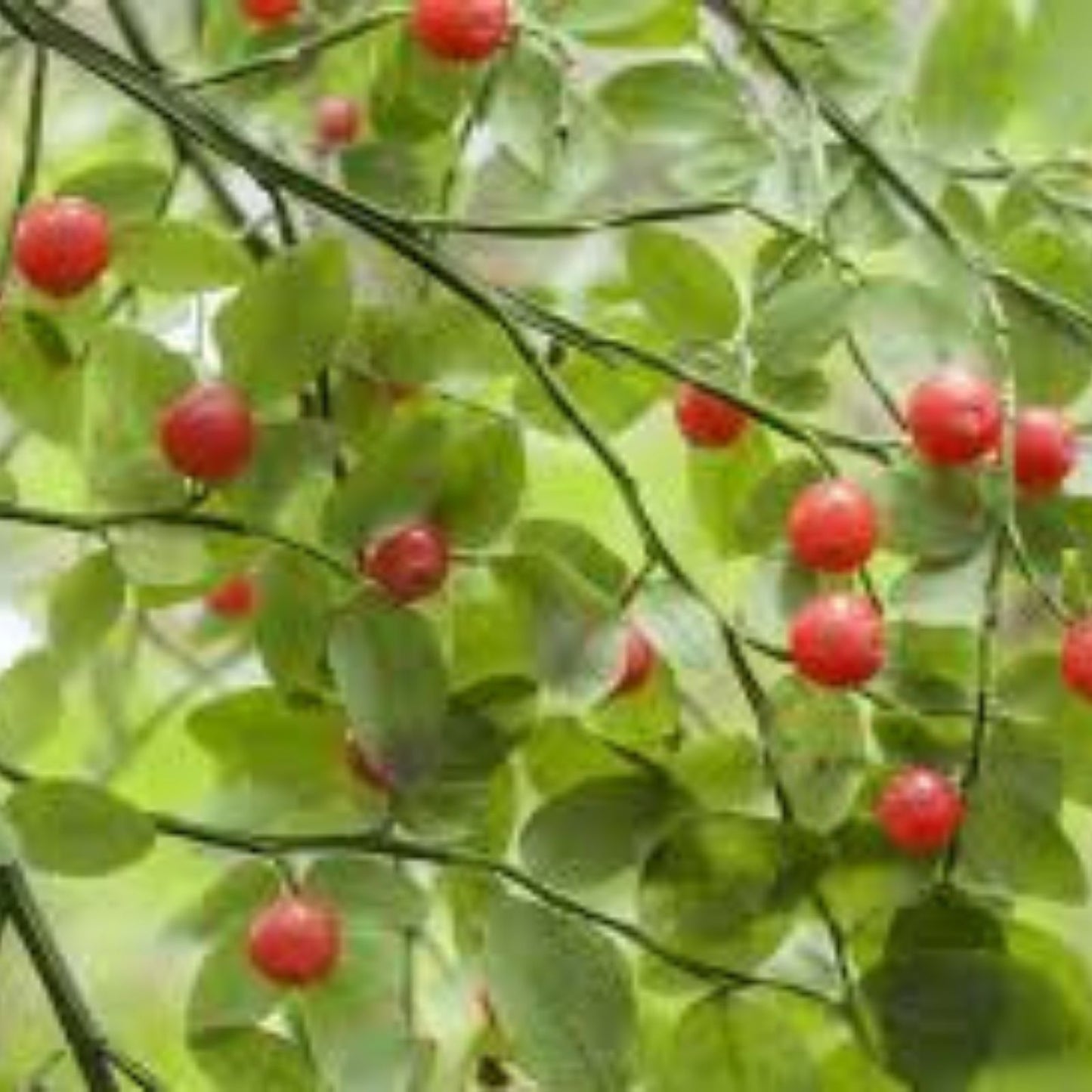 American Hazelnut Tree Seeds - Organic Non-GMO Corylus Americana Hardy Nut Tree Seeds for Planting