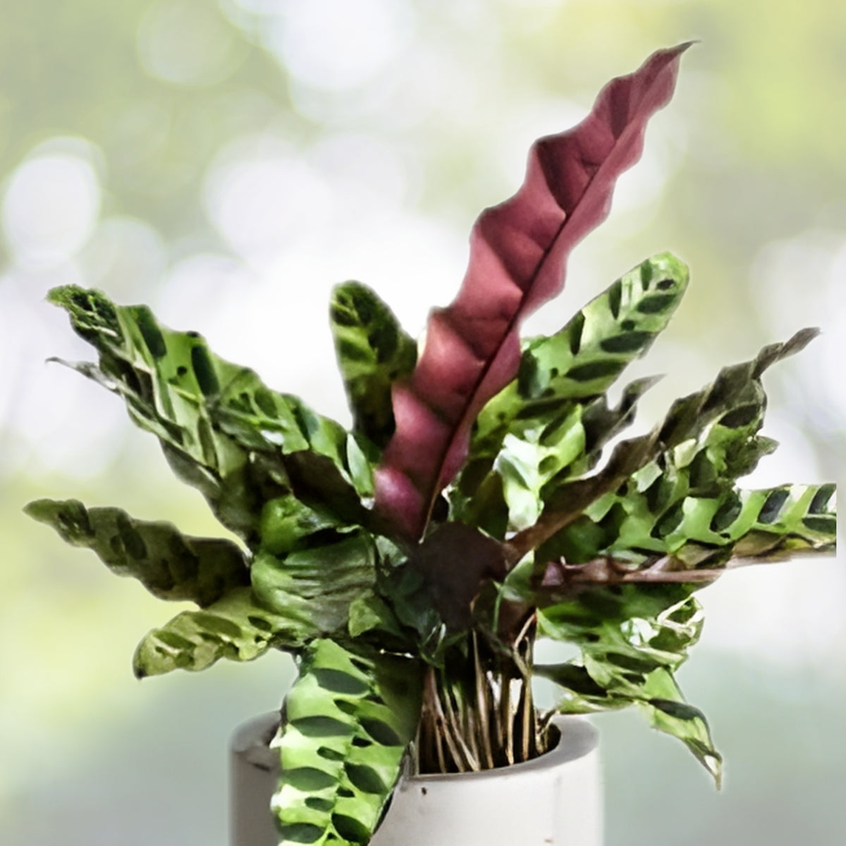Live Plant Ground Orchid 1 Plant Purple Flowers Spathoglottis plicata Ornamental for Home Garden