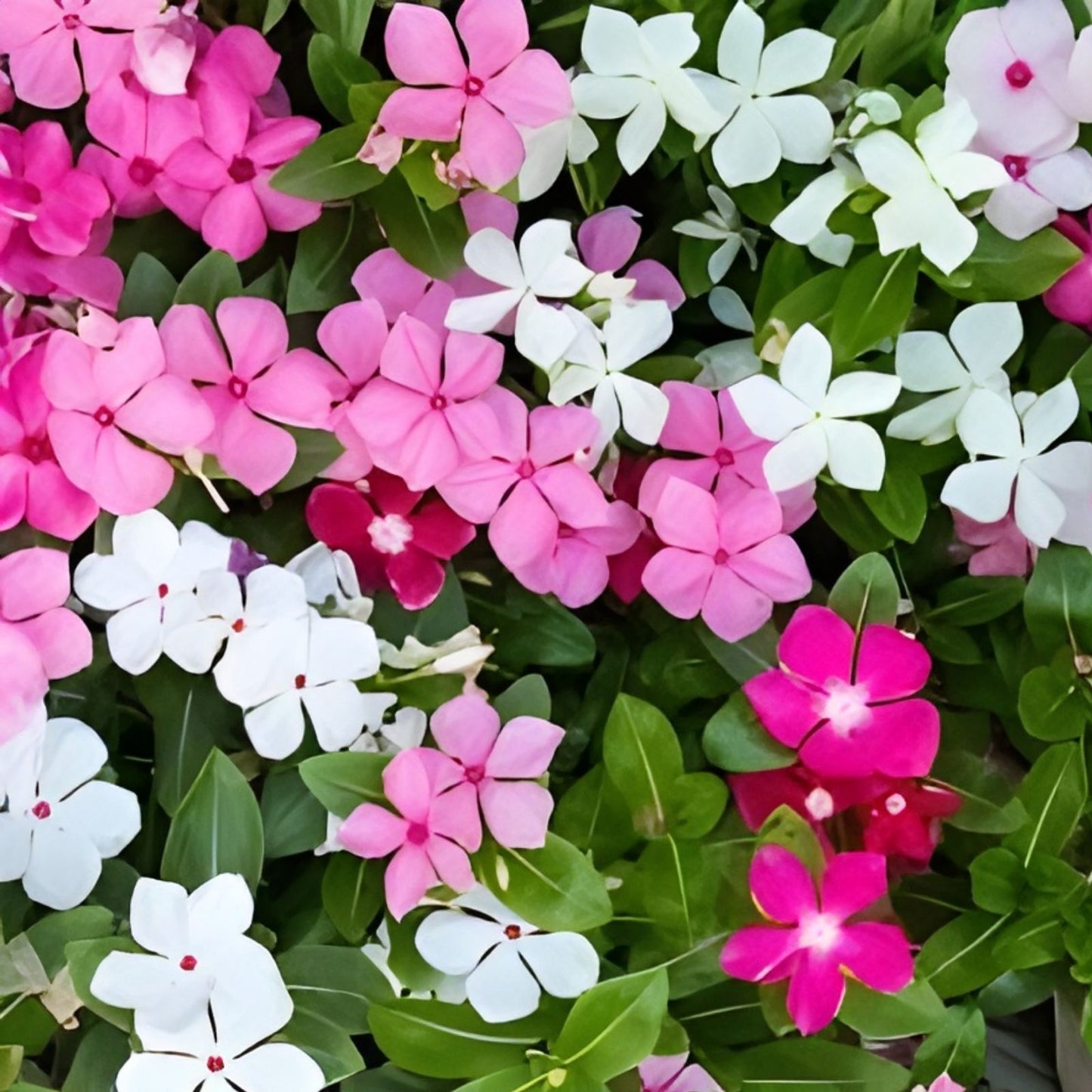 Madagascar Periwinkle Seeds - Mixed Color Flowers - Catharanthus roseus - Garden Planting Supplies