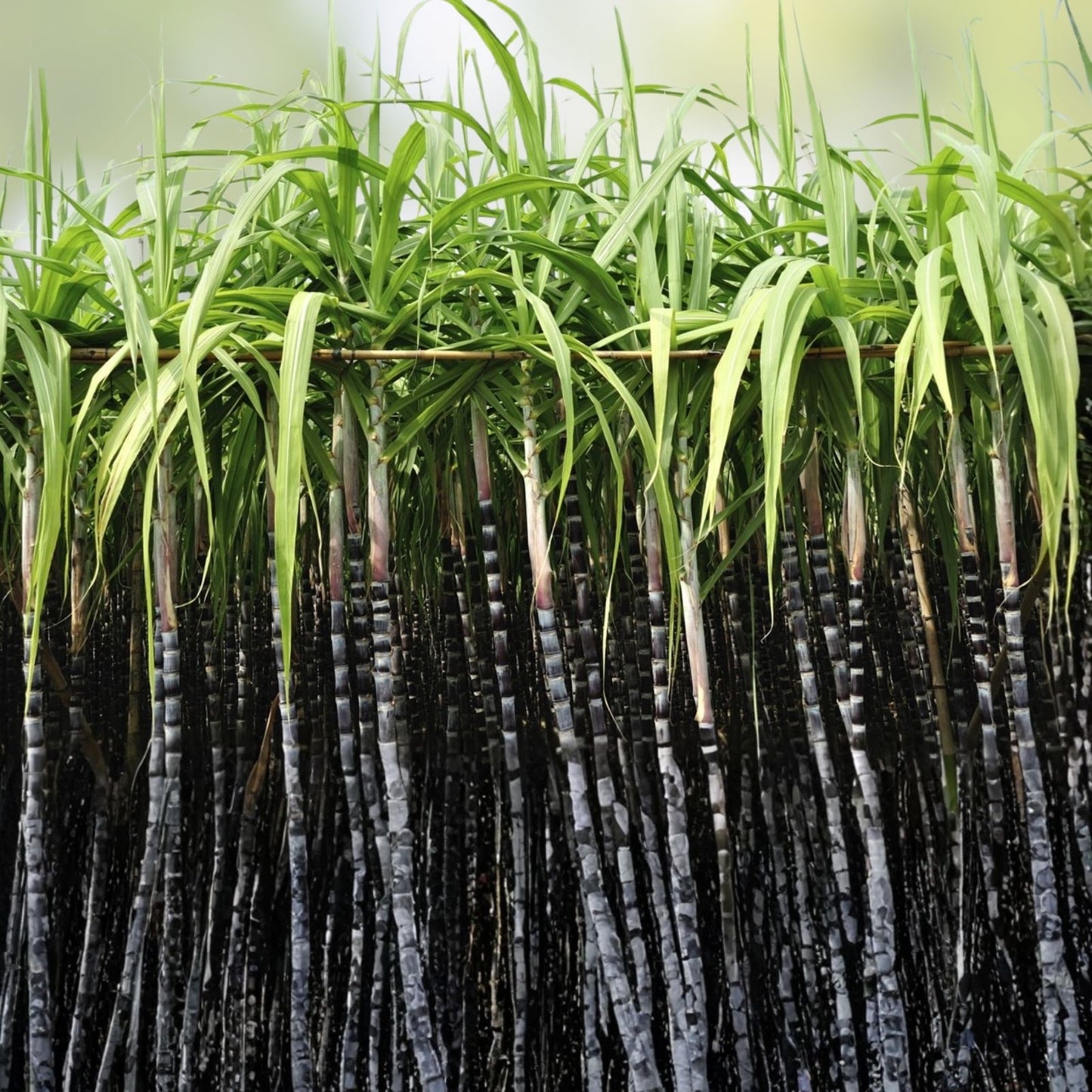 Louisiana Sugar Cane Cuttings - 10 Buds, Nodes - Sweet Variety Saccharum spontaneum