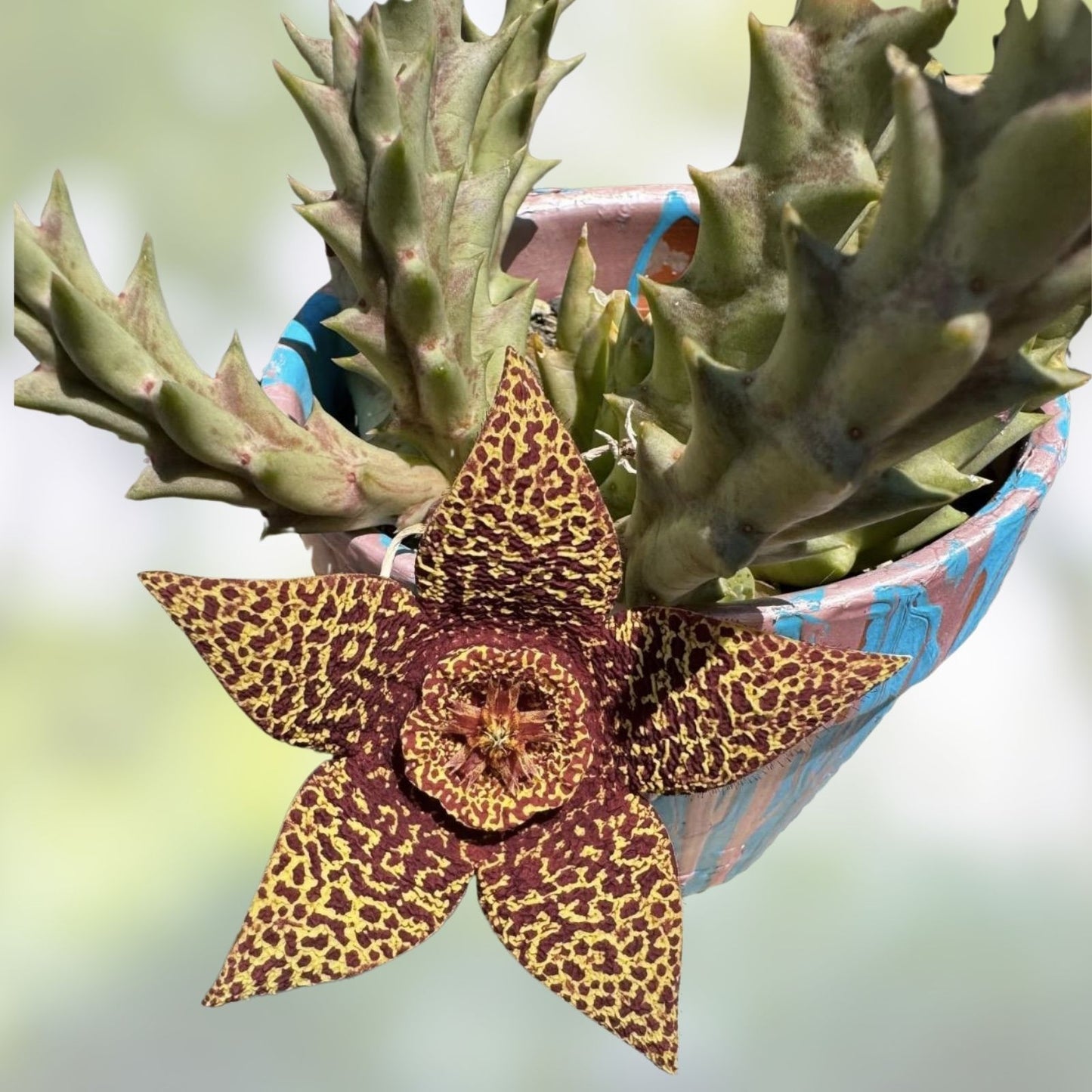 Orbea Variegata "Starfish" Succulent Cuttings 3-4 inches, Variegated Succulent Plant for Home Decor, Unique Succulent Collection