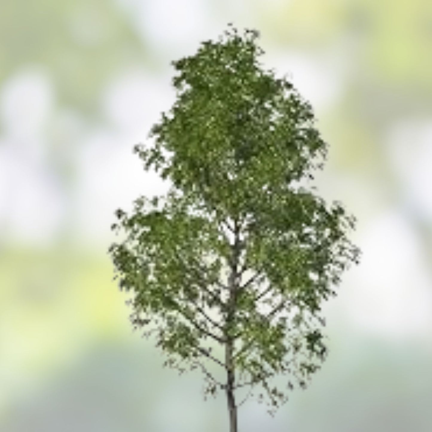 25 Jumbo Hybrid Willow Tree Cuttings – Thick Root Stock, Salix × sepulcralis, Approx 10 Inch, Live Planting Material