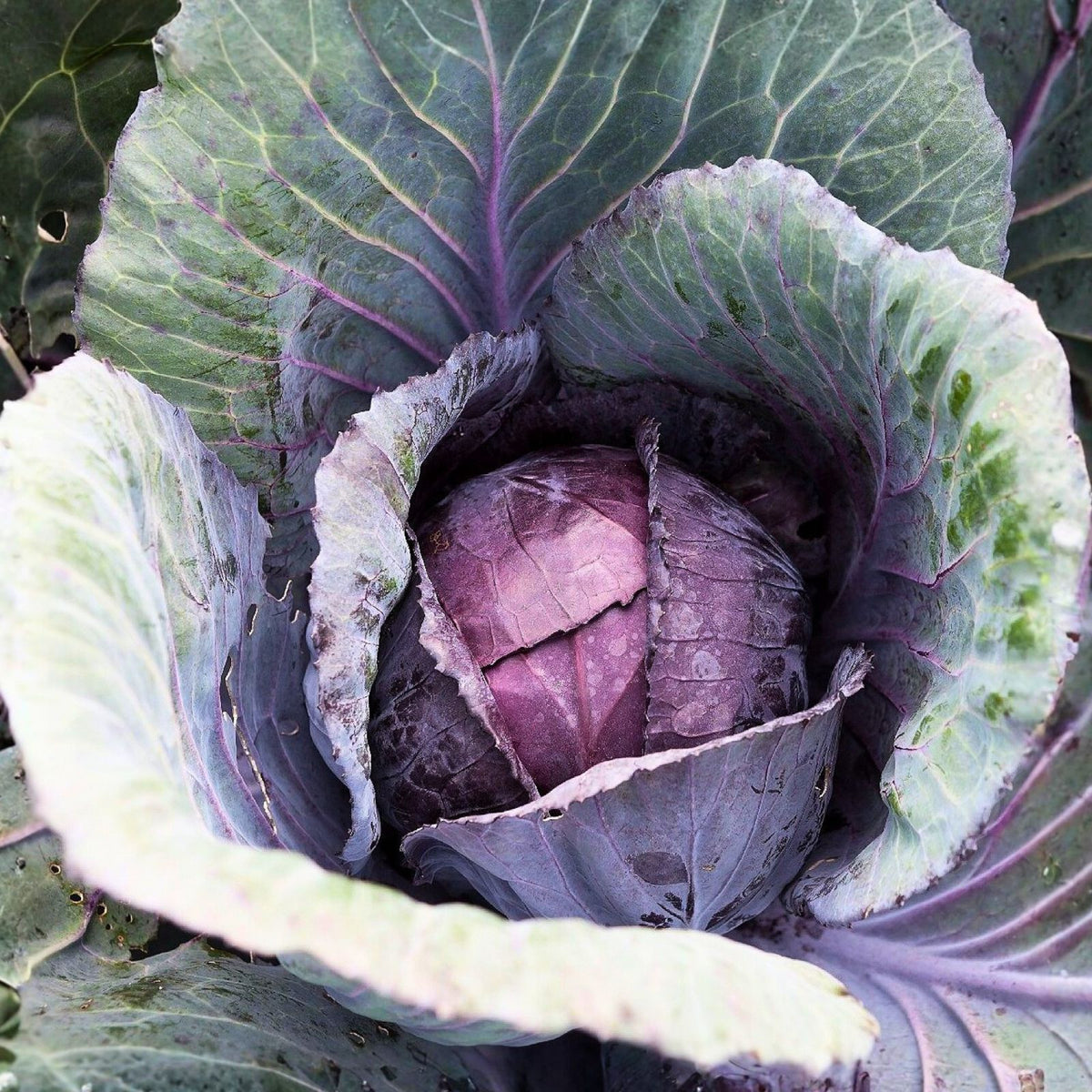 Heirloom Red Acre Cabbage Seeds – Non-GMO, 50+ Seeds, Colorful Vegetable Garden Seed, Brassica oleracea