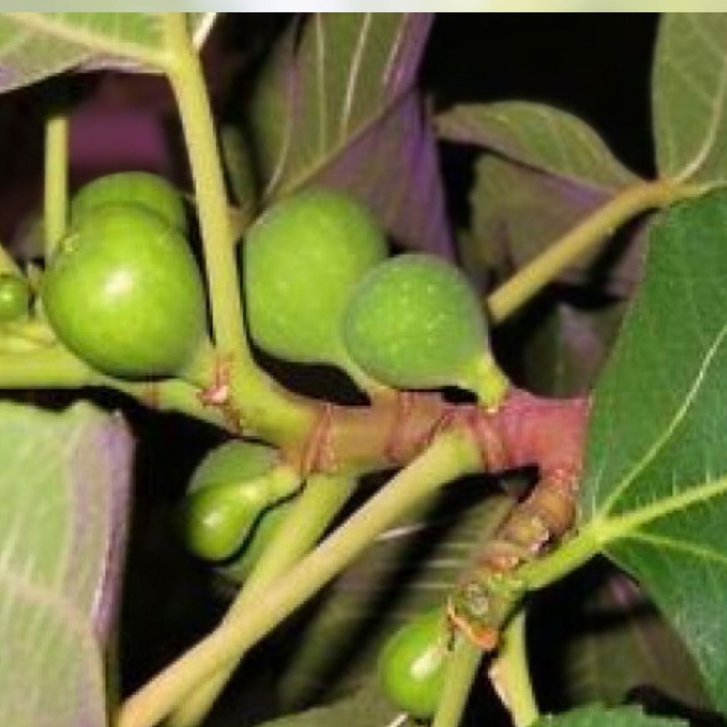 Adriatic Fig Cuttings 4-6" | White Cup Fig | Ficus carica | Planting and Propagation Material