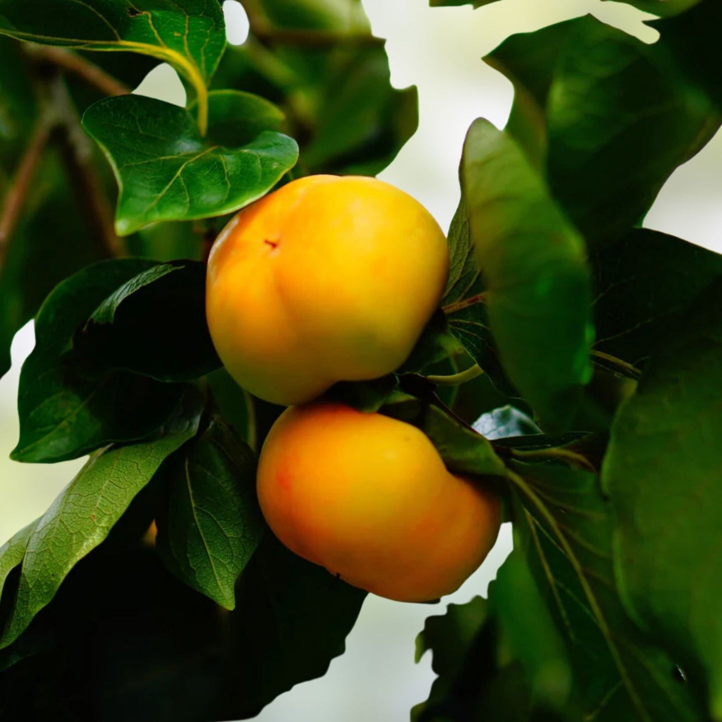 Persimmon Seeds 5 Pack - Diospyros virginiana - Native Edible Fruit Tree Seeds - Free Shipping