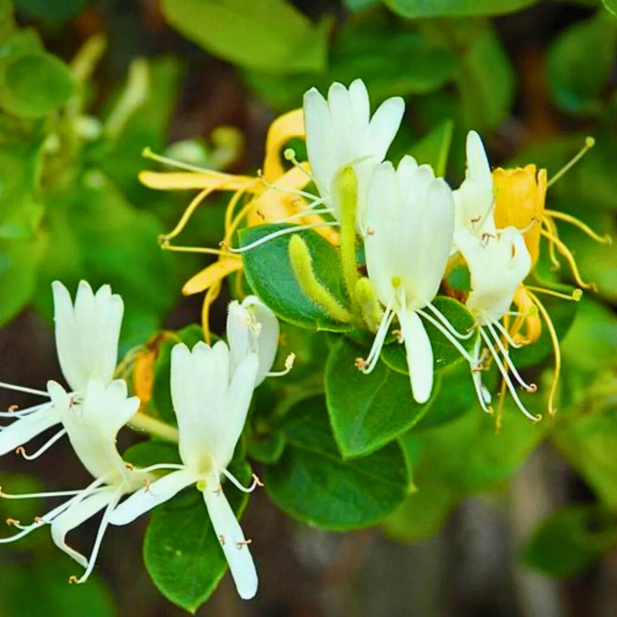 Japanese Honeysuckle Vines 7-Pack - Heirloom Lonicera japonica - Fragrant Live Plants for Southern Alabama