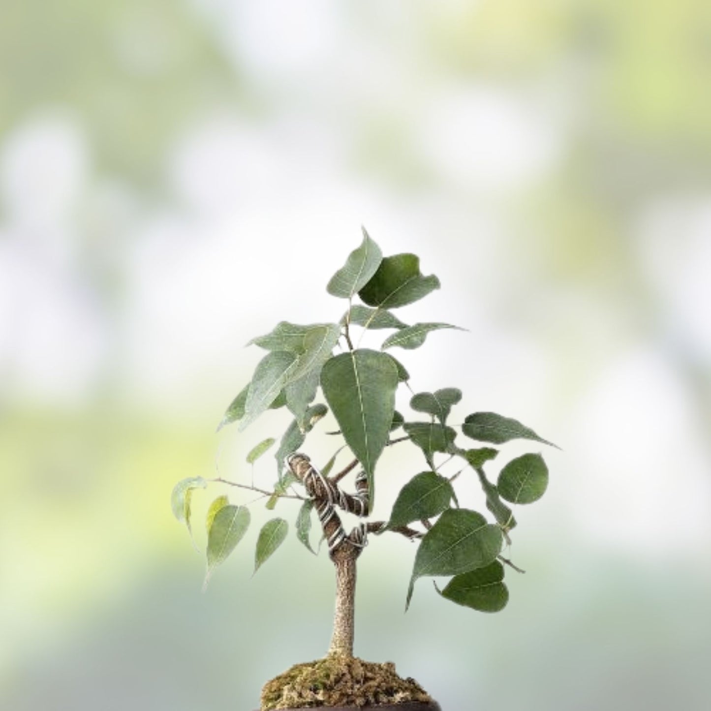 Sacred Fig Bonsai Tree Seeds – 25+ Ficus Religiosa Seeds for Indoor Gardening, Bonsai Cultivation, Sacred Ficus Tree, Bonsai Supplies