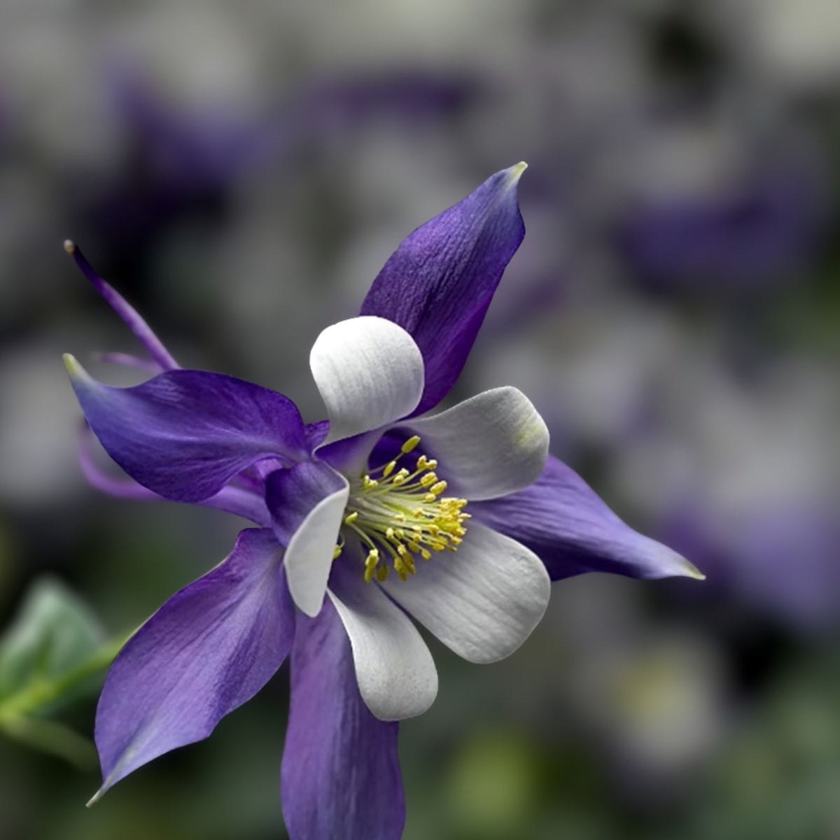 Live Dwarf Wild Blue/Purple Rhizomes - 2 Pack - Aquilegia caerulea (Columbine) - Perennial Garden Plants