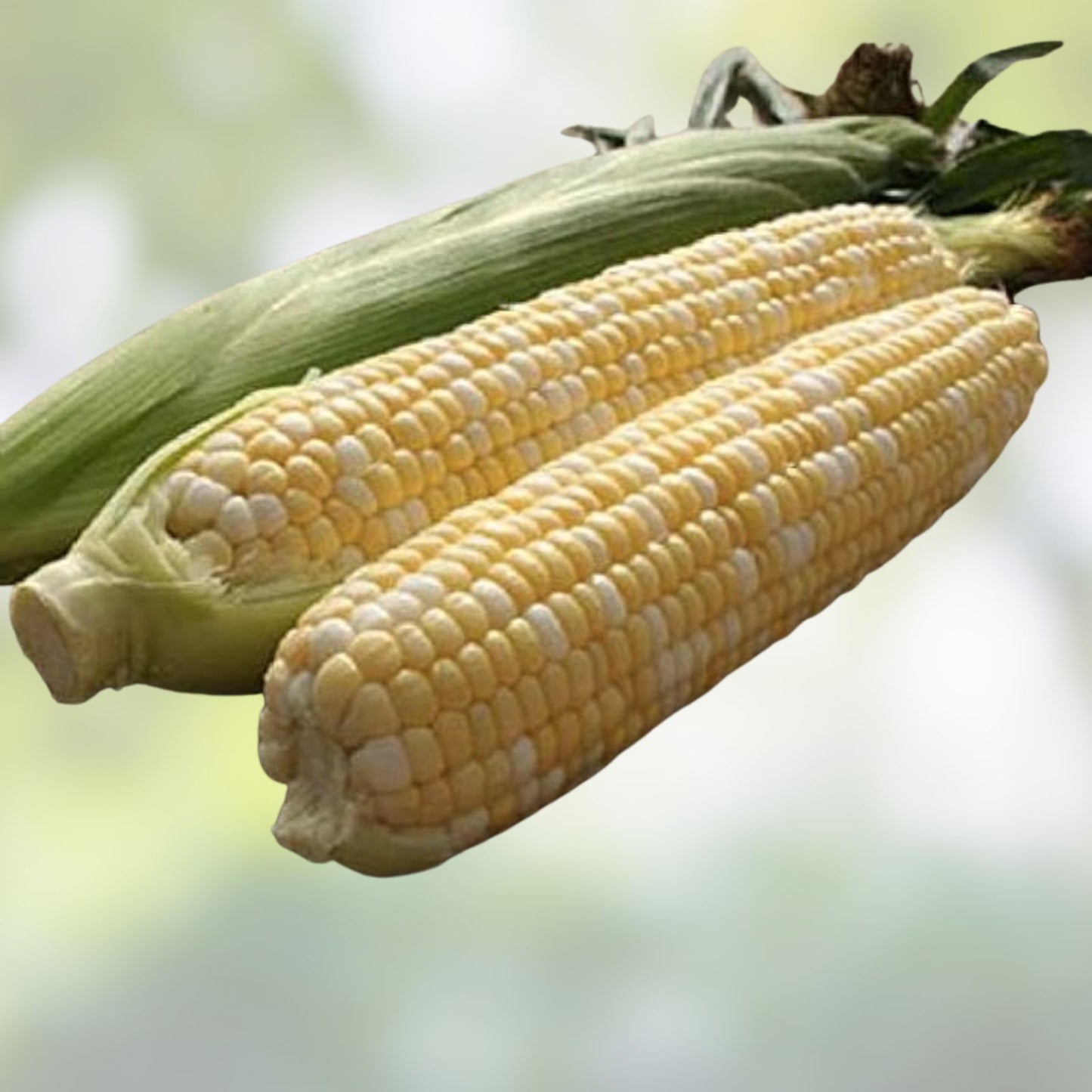 75 Peaches and Cream Sweet Corn Seeds – Heirloom, Non-GMO, Garden Vegetable Seeds, Zea mays
