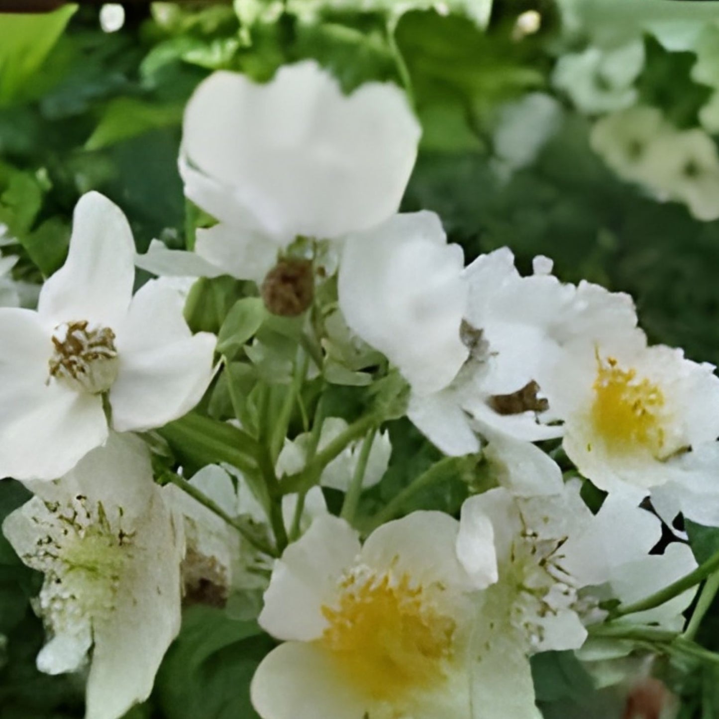 Multiflora Rose Bush Starter Plant - Bare Root 6-12 Inches - Rosa Multiflora Garden Landscaping Plant