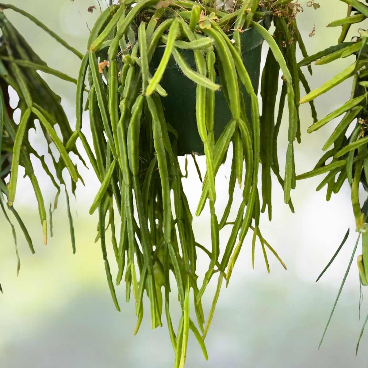 Fresh Rhipsalis Pacheco Leonis Cuttings | Rare Indoor Cactus Plant for Home Decor | Unique Succulent Plant Cuttings