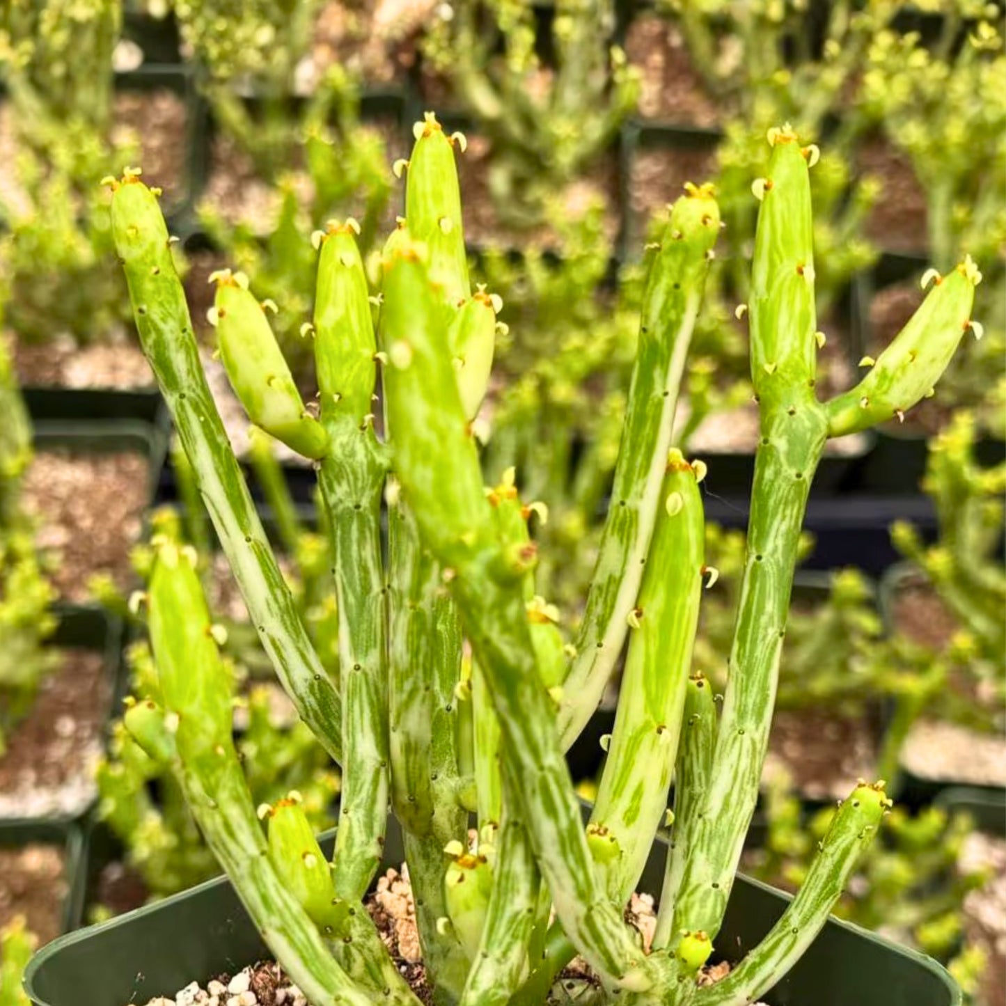 Variegated Pencil Cactus - 2.5" & 4" Pots - Rare Variegated Succulent - Euphorbia tirucalli "Variegata"