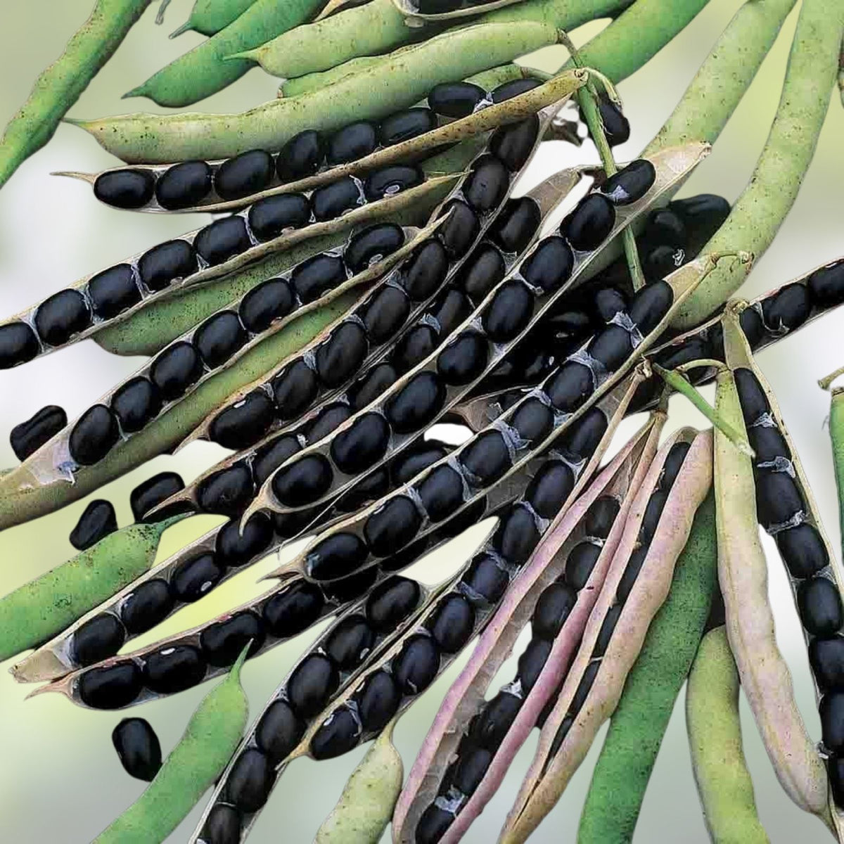 Heirloom Black Valentine Bean Seeds – Non-GMO, Phaseolus vulgaris, 20+ Seeds for Gardening and Cooking