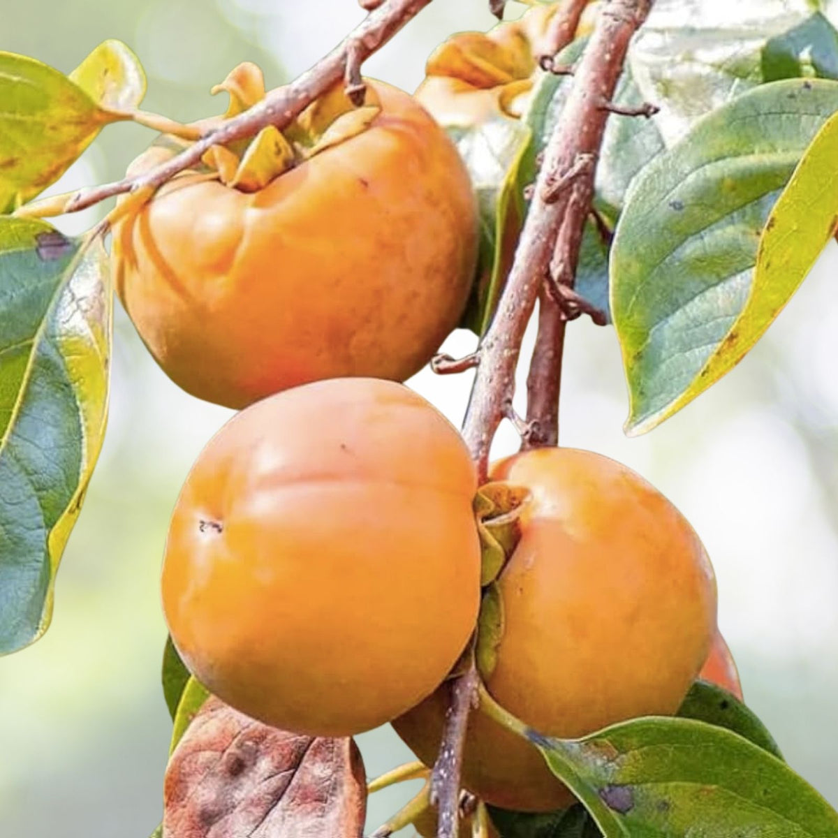 American Persimmon Tree Saplings 1ft - Diospyros virginiana - Edible Fruit Seedlings - Bare Root (2 Pack)