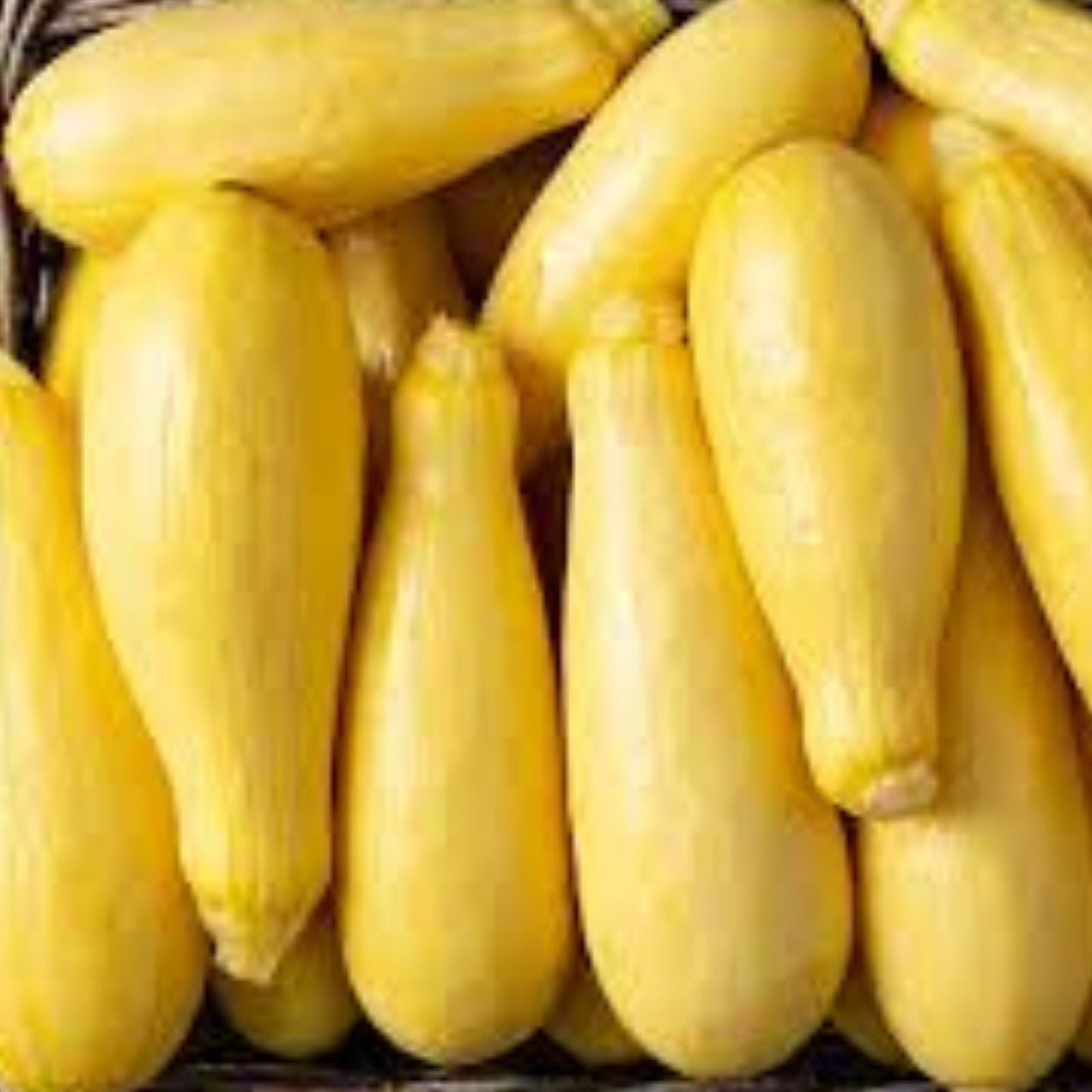 50 Summer Squash Seeds for Planting - Nutritious Yellow Squash - Cucurbita pepo - Non-GMO, Heirloom, Organic Options Available