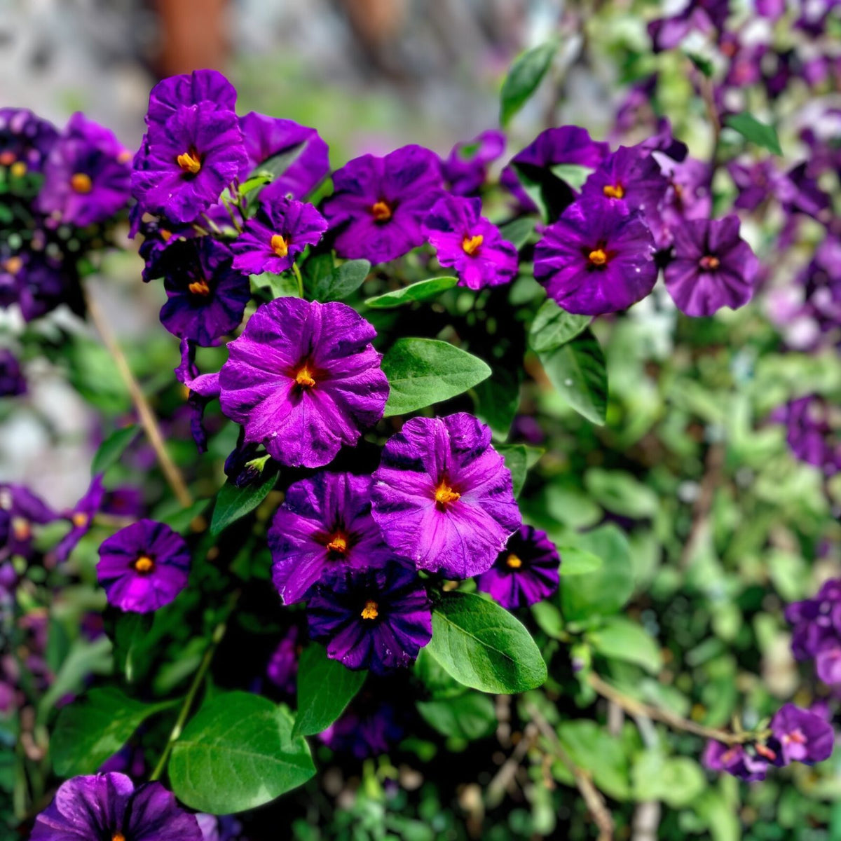 Lycianthes Rantonnetii Live Plant - 6" Kangaroo Apple - Tropical Perennial for Indoor/Outdoor Gardening