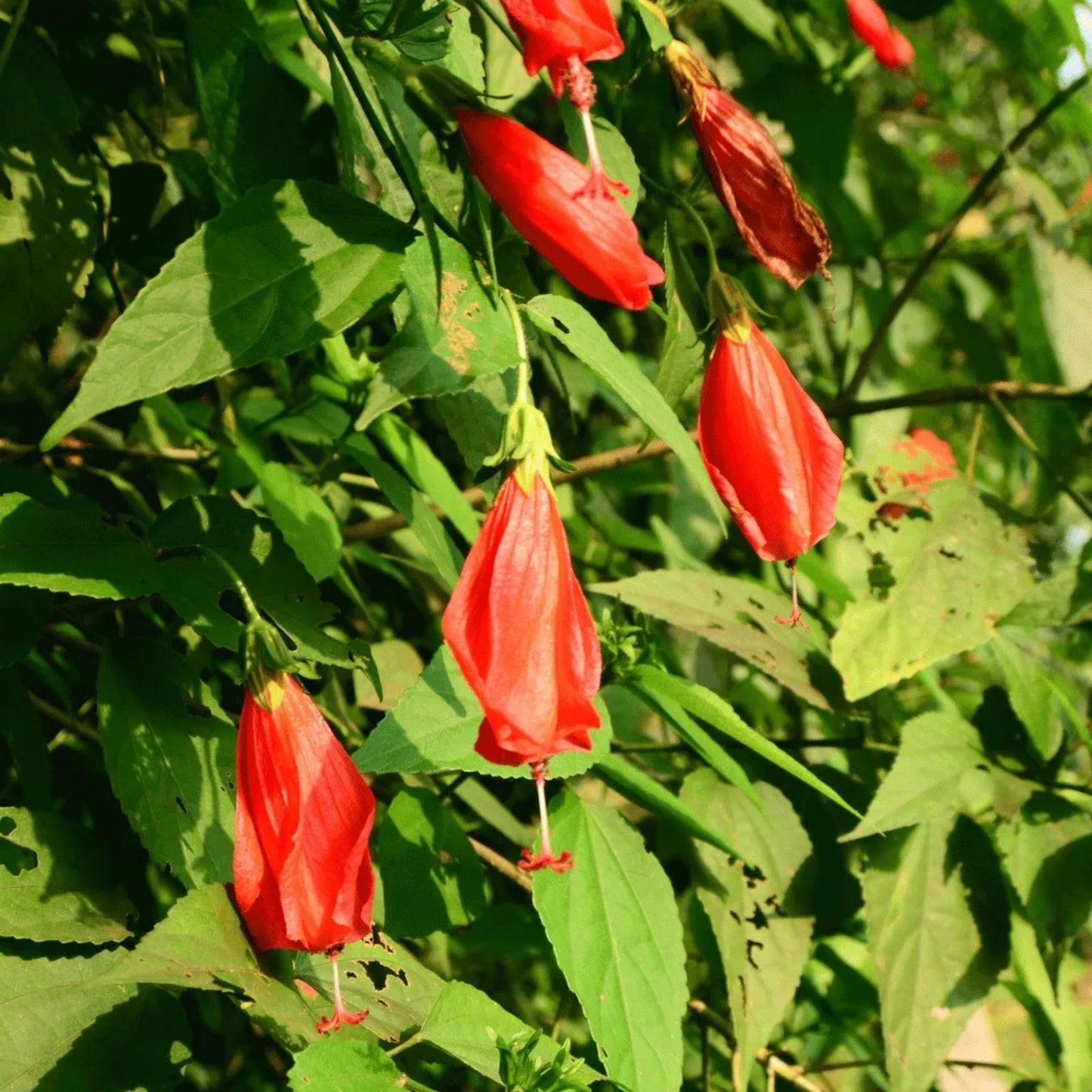 Giant Mexican Fire Cracker Hibiscus Cuttings - 8 Unrooted Malvaviscus arboreus Sleepy Hibiscus Plants