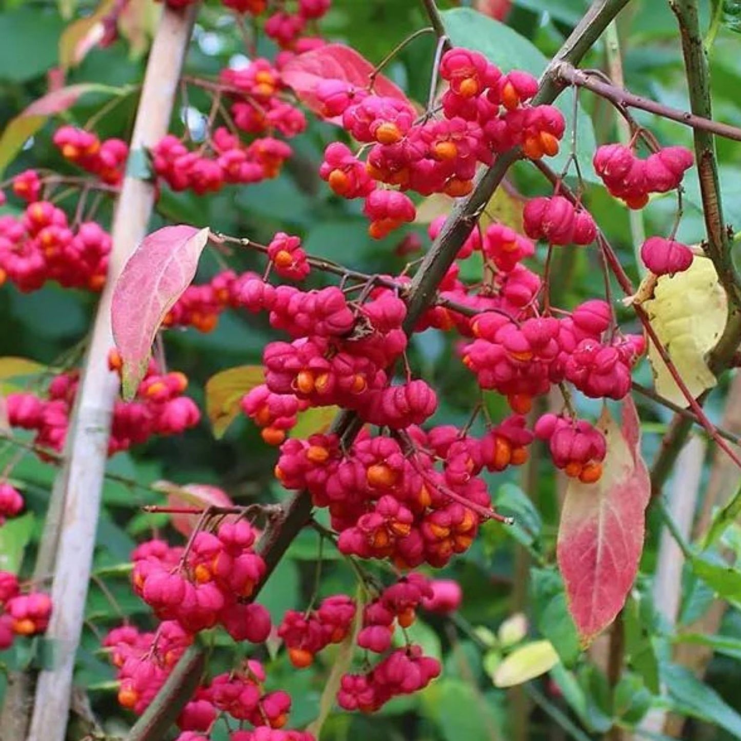 Spindle Tree Seeds 10 Pack Euonymus latifolius Hardy Garden Landscape Planting Seeds