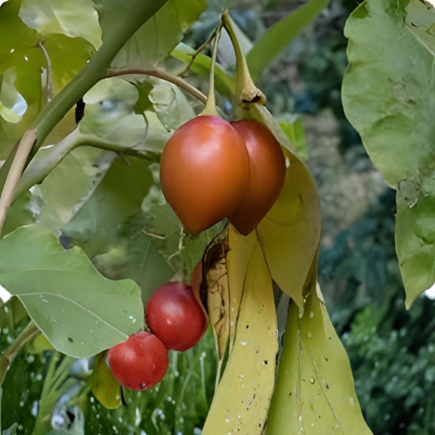 Tamarillo Seeds 20 Pack - Tomato Tree Seeds Cyphomandra Betacea Fast Growing Fruit Plant USA Seller