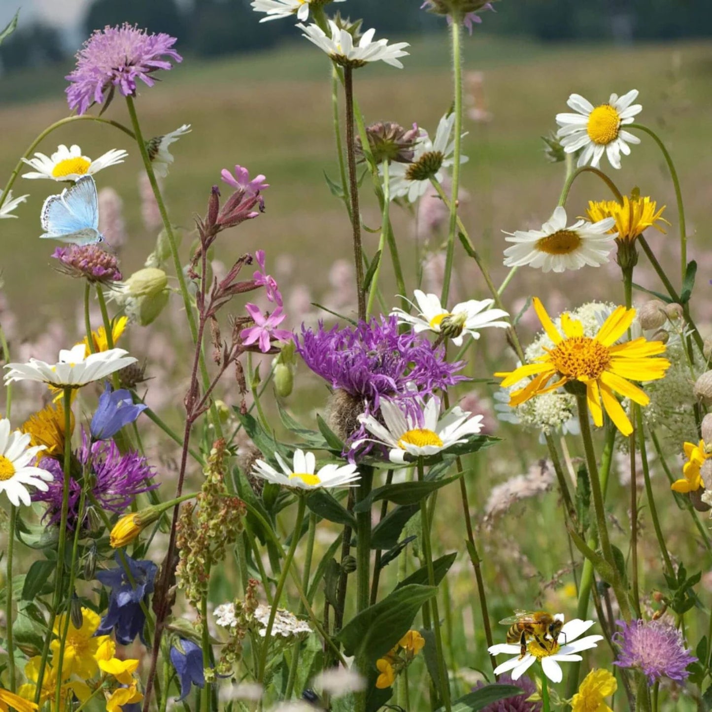 Perennial Pollinator Seeds Bundle - Wildflower Mix for Bees and Butterflies - Native Flower Seeds - Habitat Garden Planting
