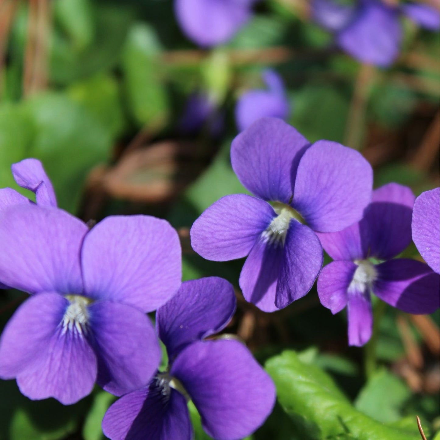 Purple Native Wild Violet Flower Bareroot Rhizomes, 150+ Organic Viola Plants for Natural Gardens