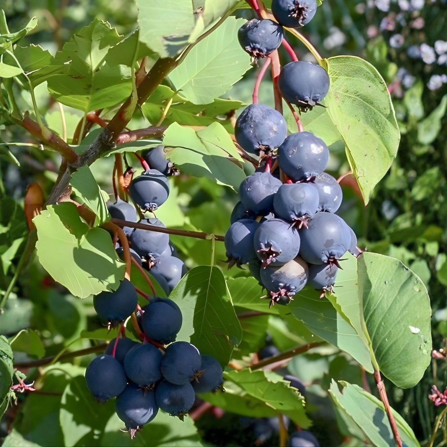 Serviceberry Cuttings 4-Pack | Amelanchier Tree Shrub Bush | Fruit-Bearing Hardy Native Plant