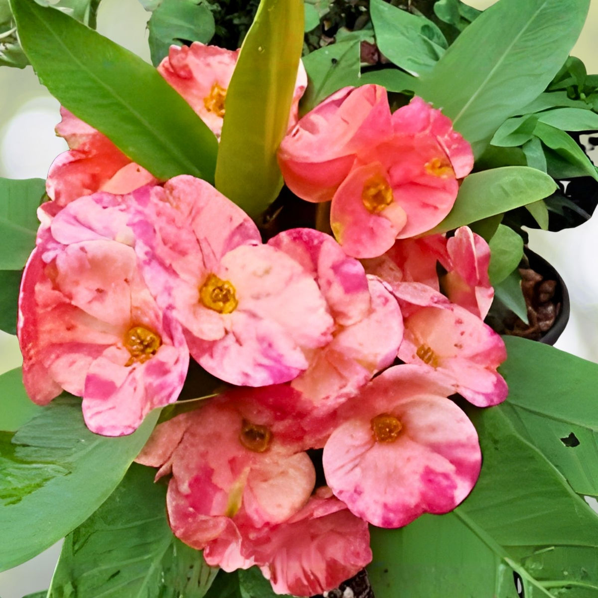 Rooted Cutting Thai Hybrid Crown of Thorns Julia Euphorbia milii Succulent Plant for Indoor Gardening
