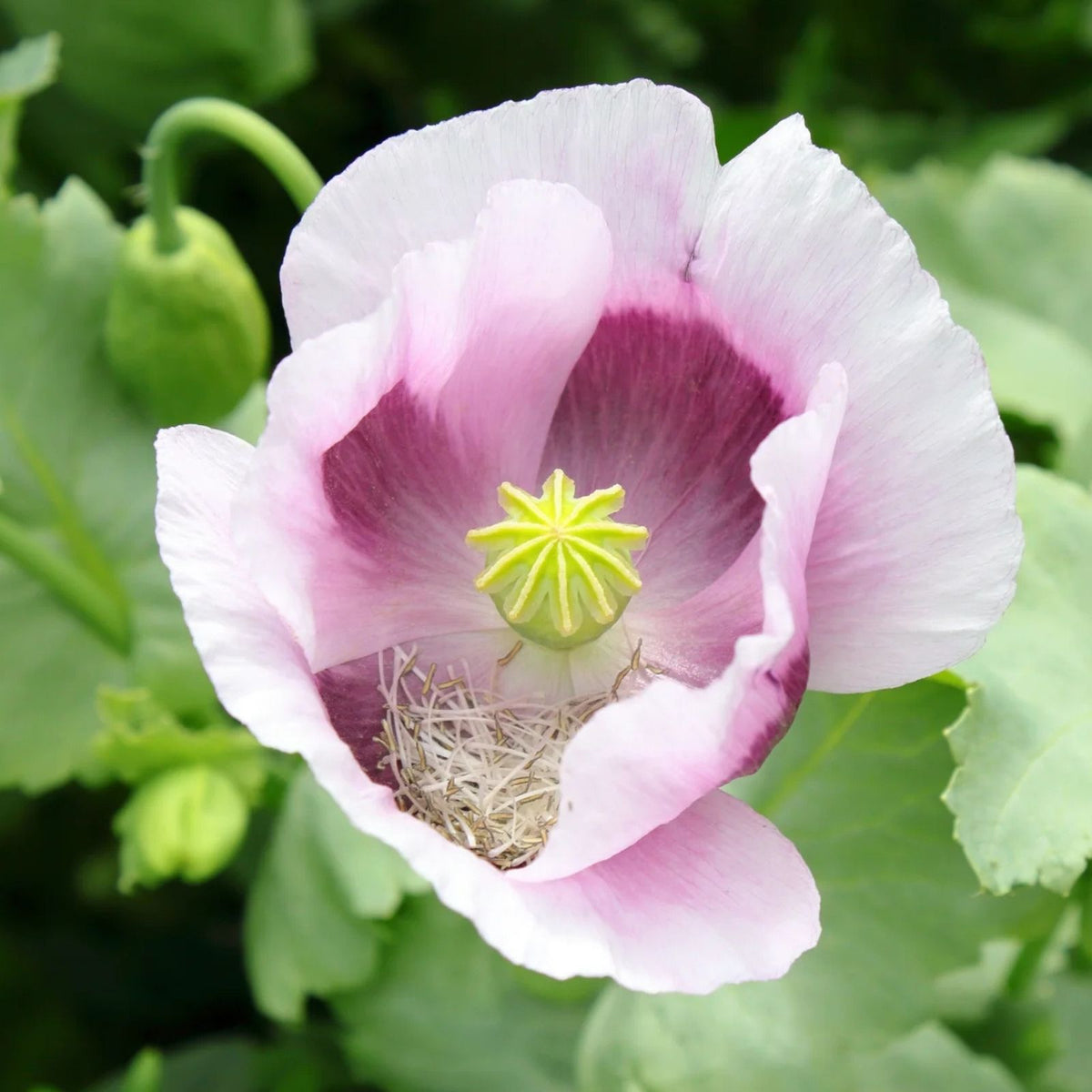 Poppy Flower Seeds 50 Count Ballerina Mix Papaver somniferum Garden Flower Seeds for Planting, Ornamental & Wildflower Gardens