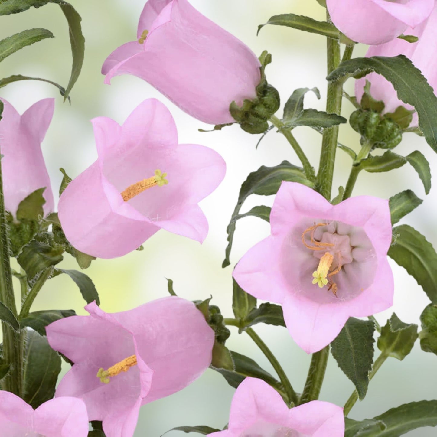 Pink Bellflower Seeds 50 Pack for Planting - Campanula Medium - Perennial Garden Flowers - Easy to Grow
