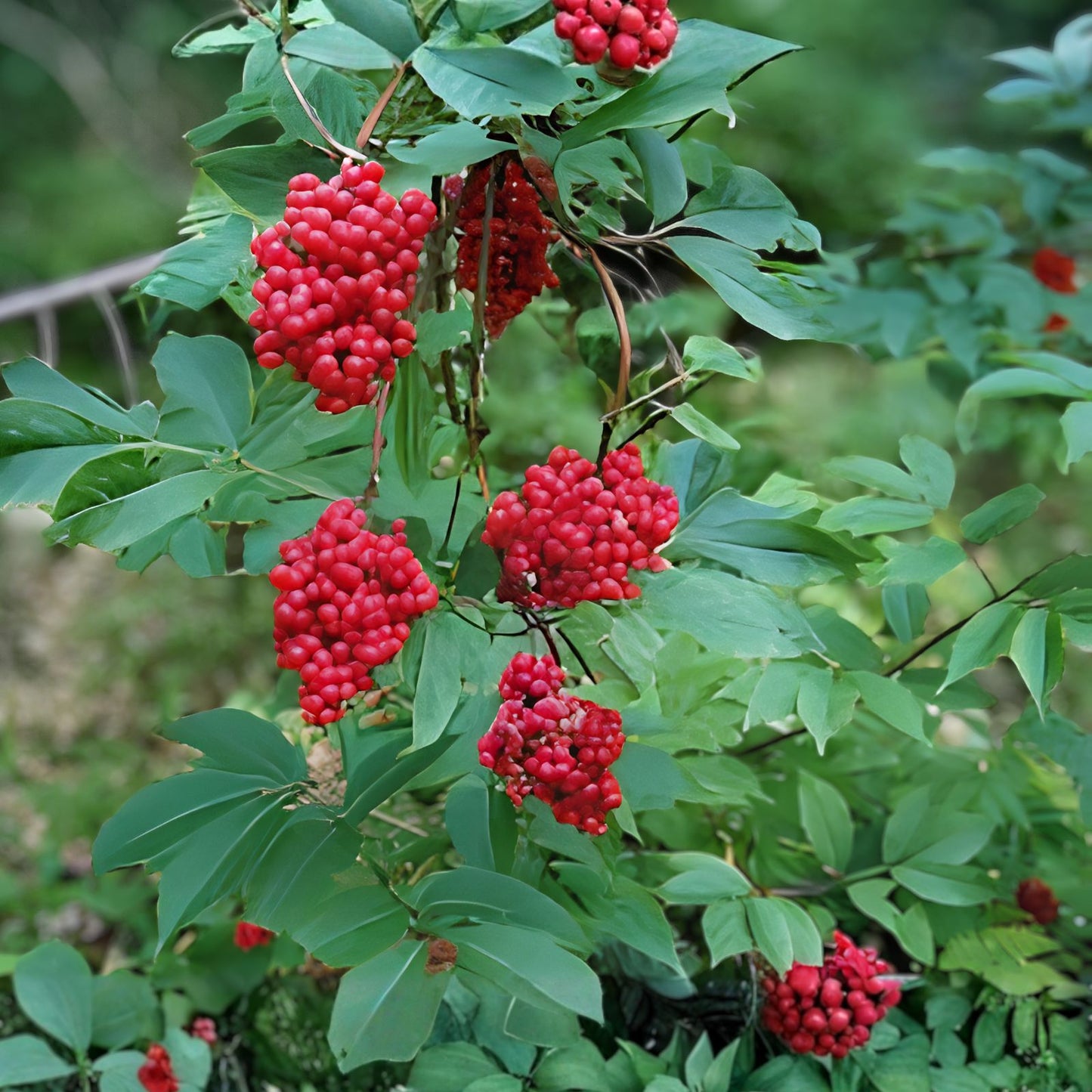 Red Elderberry Bush Seedlings - Hardy Perennial Plant - Sambucus racemosa - Ornamental Landscaping Plant - Live Plant Starter