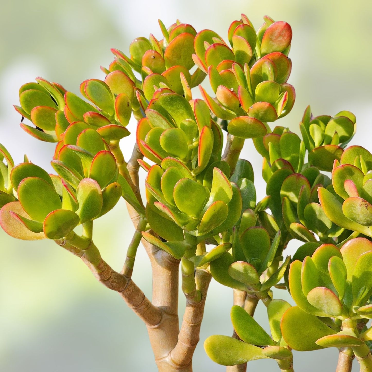 Jade Plant Starters 4-6" Rooted Cuttings, Crassula ovata, Easy Care Indoor Houseplant