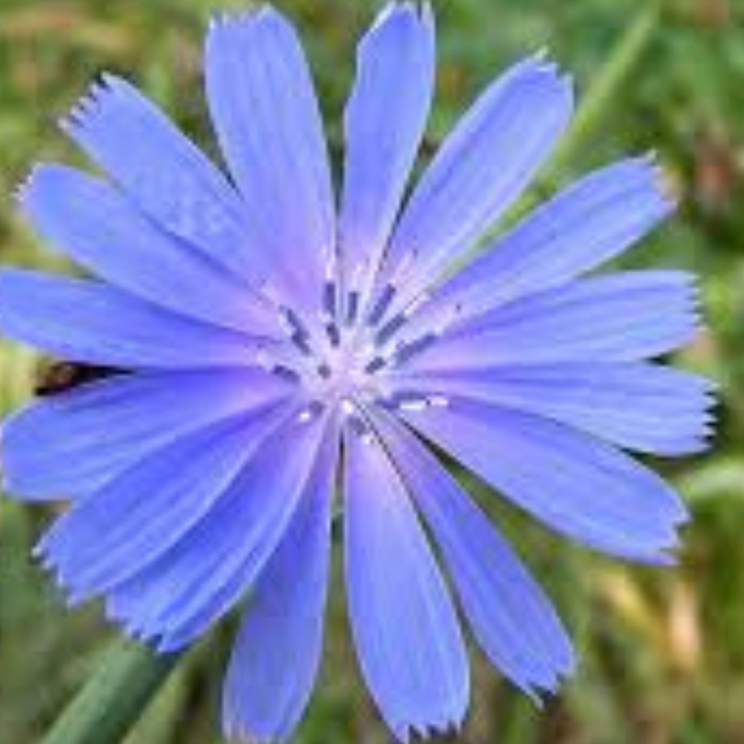 Chickroy Wildflower Seeds 2,000 Pack - Native Flower Mix for Wildlife Food and Planting - Native Plant Seeds