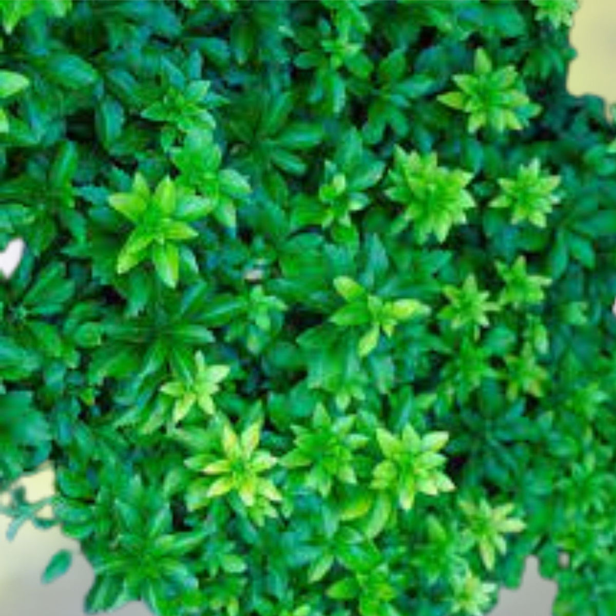 Pachysandra Cuttings 15+ Japanese Spurge Ground Cover Evergreen Perennial Plants (Pachysandra terminalis)